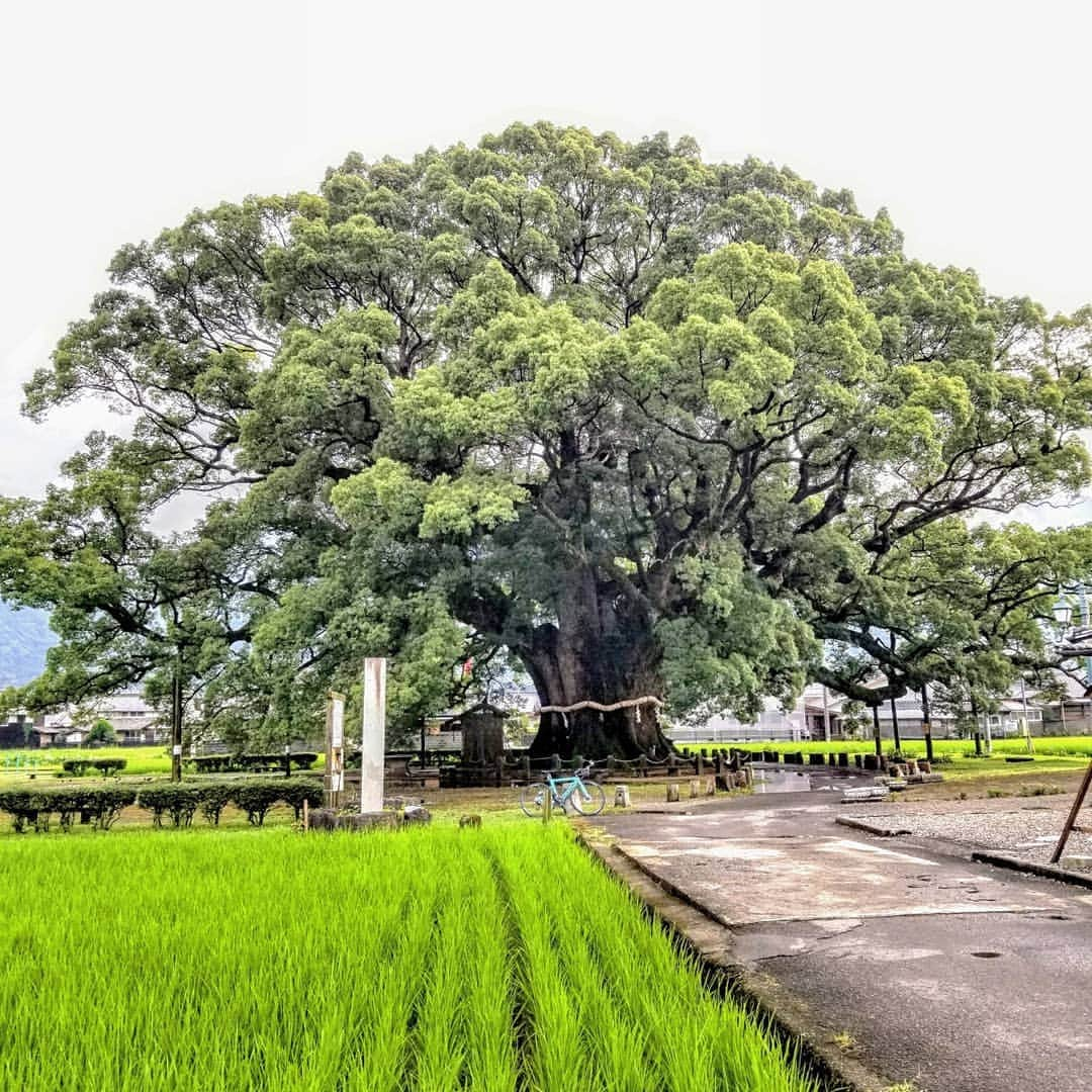 前園真聖さんのインスタグラム写真 - (前園真聖Instagram)「樹齢1000年の加茂の大クス🌳 どっしりと根を下ろし堂々とそびえる大クスにパワーをもらいました👍 #加茂の大クス #徳島県東みよし町 #徳島 #しこく絶景たび #ロードバイク #自転車 #前園真聖」8月3日 10時56分 - maezono_masakiyo