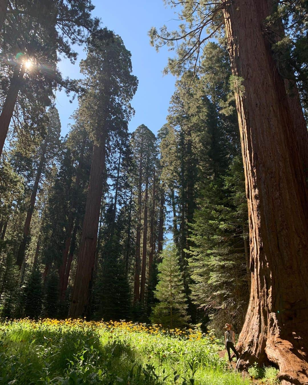 ダービー・スタンチフィールドさんのインスタグラム写真 - (ダービー・スタンチフィールドInstagram)「Grateful to walk amongst The Giants. #sequoianationalpark 🌲」8月3日 11時09分 - darbysofficial