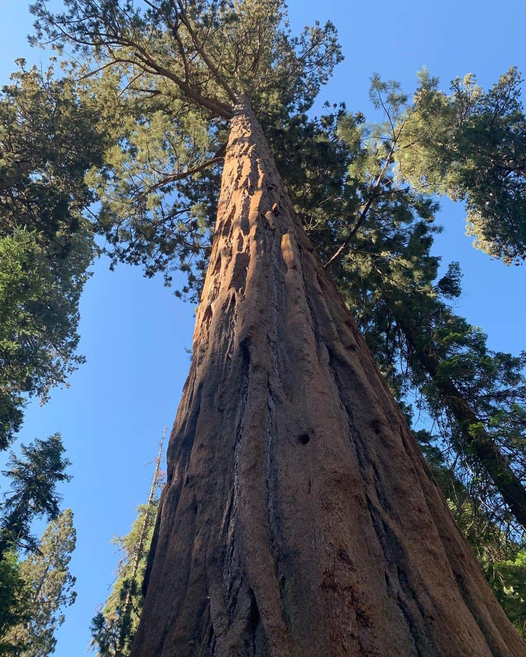 ダービー・スタンチフィールドさんのインスタグラム写真 - (ダービー・スタンチフィールドInstagram)「Grateful to walk amongst The Giants. #sequoianationalpark 🌲」8月3日 11時09分 - darbysofficial