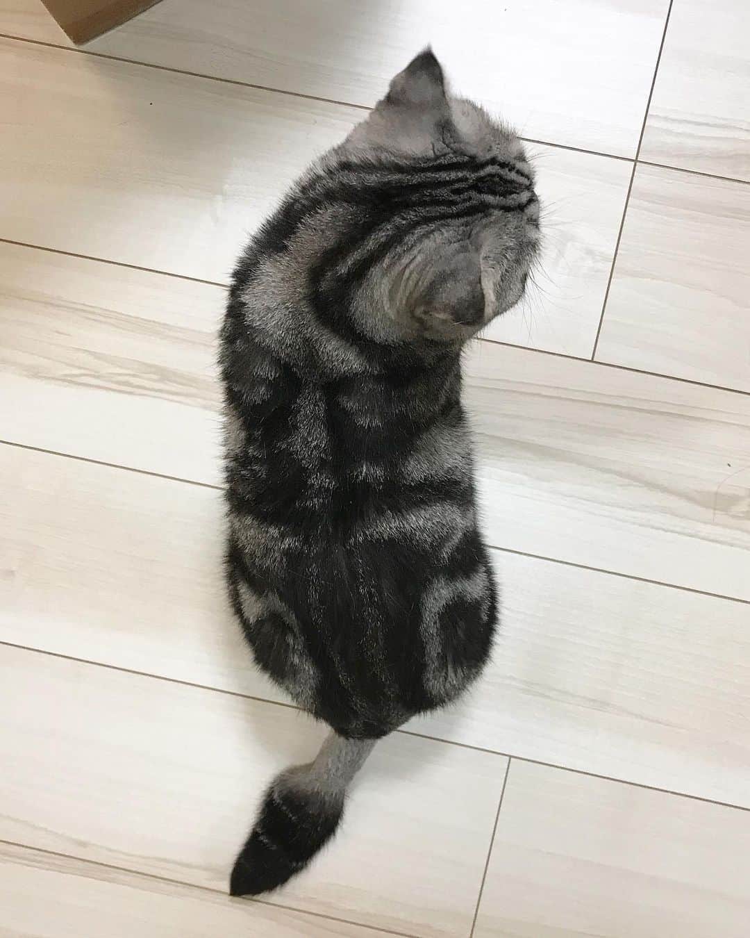 Shishi-maruのインスタグラム：「🐱There is a reason why his tails is a writing brush. 🐱訳あって、尻尾毛をこんな感じでカットしています。筆のようです。 ーーーーーーーーーーーーー 🌺「渋ネコ ししまるさん」ねこのきもちWEB MAGAZINE にて毎週土曜日エッセイの連載中 ーーーーーーーーーーー 📕「ぷっちねこ。」「3匹のちいさな猫を召喚できたなら」「ちいさな猫を召喚できたなら」徳間書店より単行本発売中 ーーーーーーーーーーー ⭐︎ねこ漫画を描いています→@tacos_cat 🐱公式→@chiisanacat 🌺Twitter →@taco_emonemon ーーーーーーーーーーー」