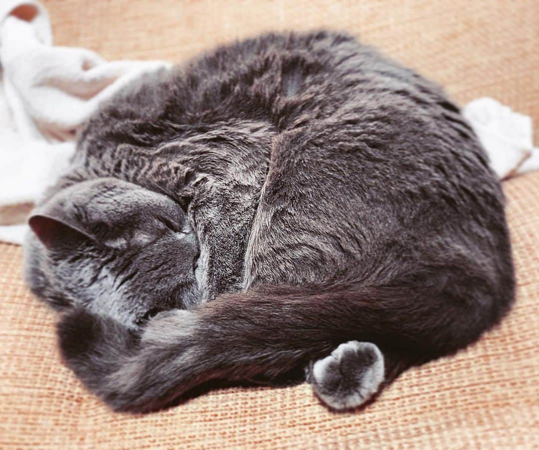 チキン南蛮カレーのルウ王子のグルメインスタ