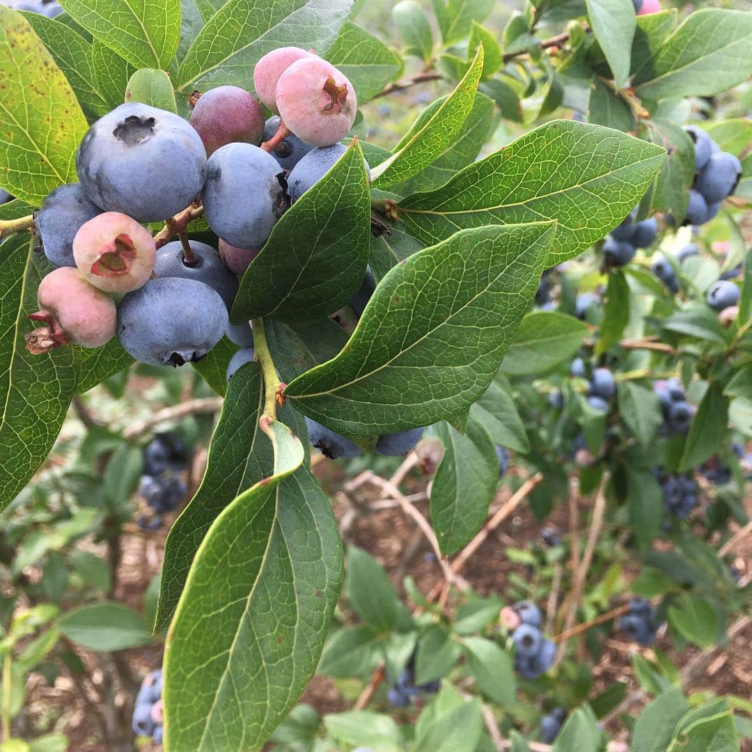 小川永子さんのインスタグラム写真 - (小川永子Instagram)「軽井沢にて、 ブルーベリー狩りです🍇  もう季節的に終わりかけかと思っていたら 完熟したブルーベリーが ぶどうのようにたわわに実り、 重たそうに弧を描く枝が 暑い夏の日差しにも負けず 健気に頑張っていました🌱  ブルーベリーは種類によって、 酸味、甘味、香りの複雑味など 色々楽しめます。  まるでワインのような深みを感じ、信じられないほど食べてしまいました🍷  もぎたて、とれたてのフルーツは本当に美味しい🥭  #軽井沢 #ブルーベリー狩り #とれたて #紫  #ワイン  #写真 #photo #アナウンサー #女子旅 #食べ放題 #食べ過ぎです⚠️」8月3日 20時59分 - hisak03
