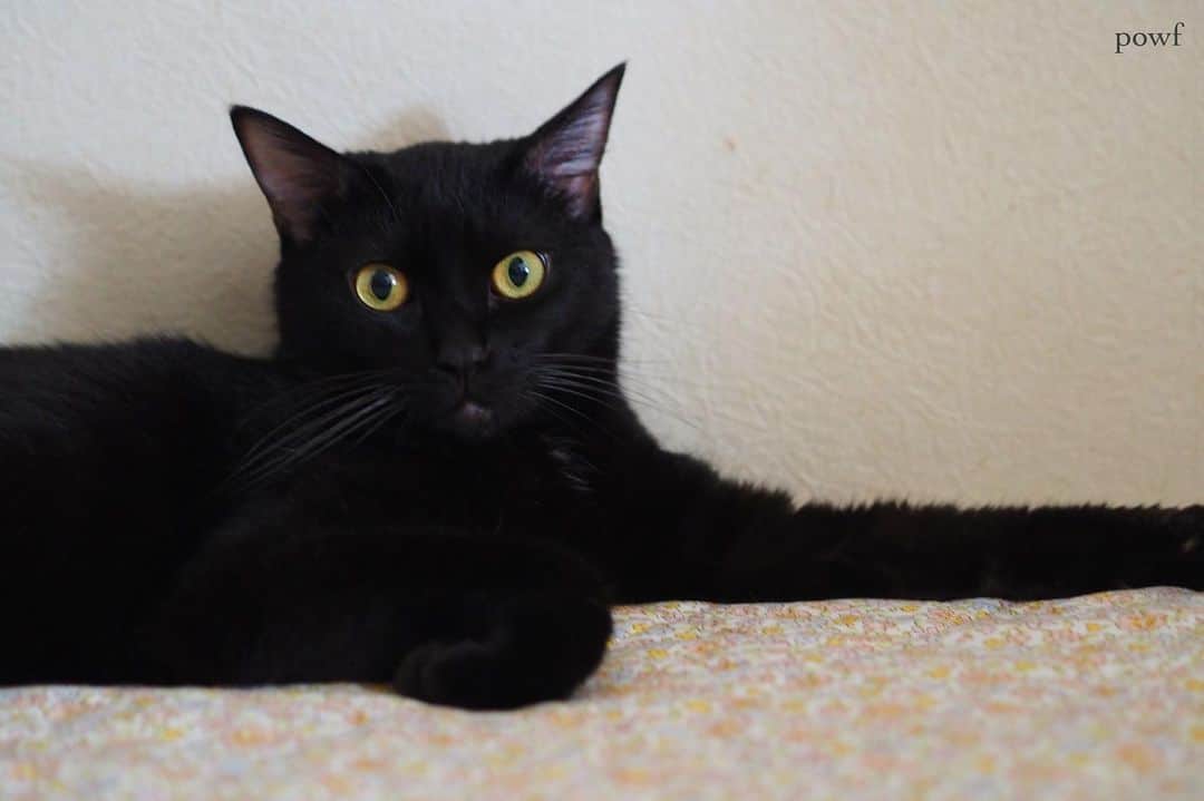 anemone_69のインスタグラム：「. #ハカセとキョウジュ #blackcat #黒猫 #cat #猫 #保護猫 . . .」