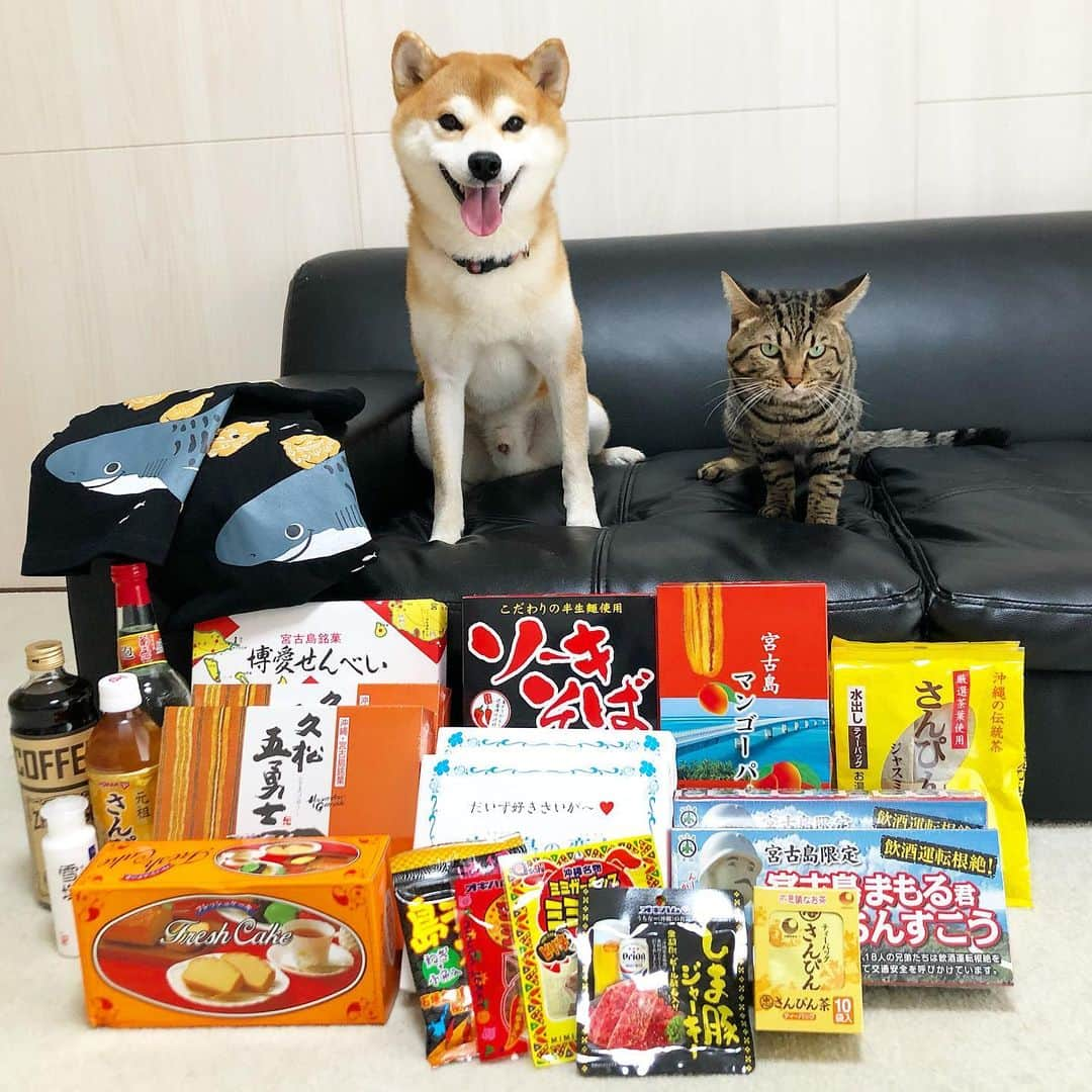 ゆうとろ（柴犬ゆうと猫のとろ）さんのインスタグラム写真 - (ゆうとろ（柴犬ゆうと猫のとろ）Instagram)「. This is a souvenir from Okinawa🌴 Yu🐶Toro🐱 . #大量のお土産 #冷蔵物を含めないでこれだけの量 #消費できる気がしない… #自分で買ったの半分 #親戚からの半分 #嬉しい悲鳴 #沖縄土産」8月3日 21時05分 - yuandtoro