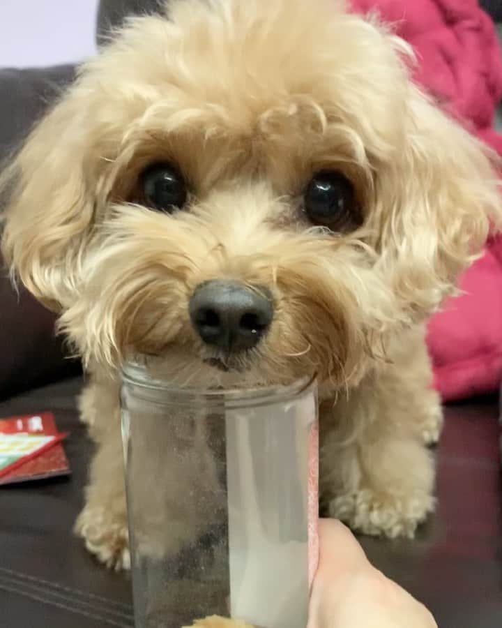 のインスタグラム：「📆 (3Aug19) 💞Giving mummy my cutest, puppy-eye look hoping she will open the bottle and give me some treats 🥰😁wish me good luck! #happyweekend #ilovetreats」