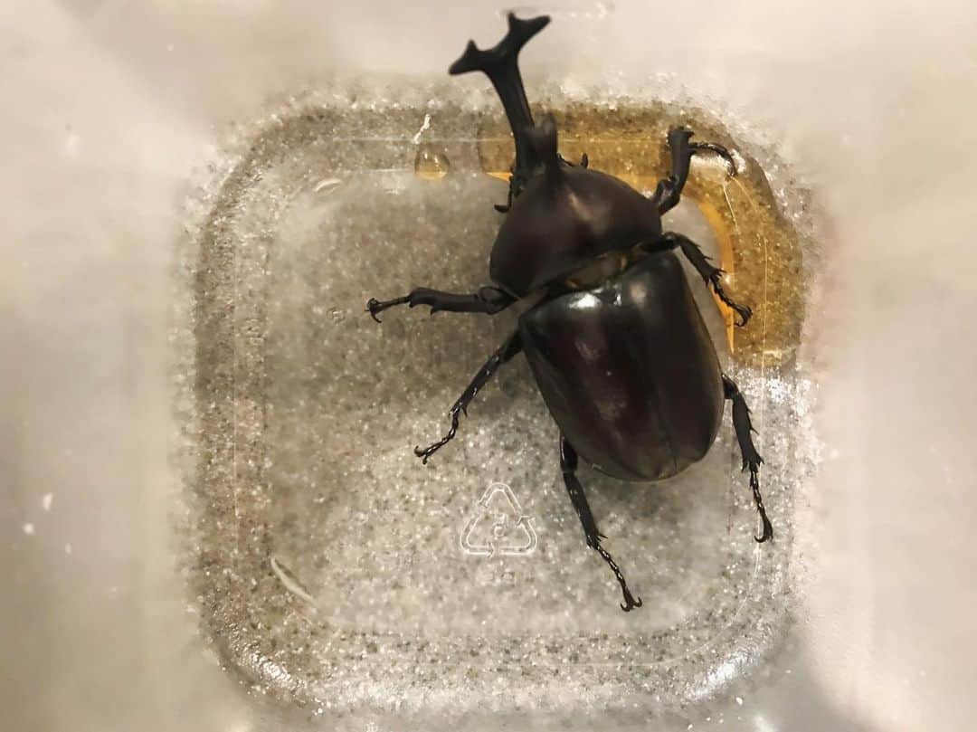 のインスタグラム：「【Beetle】 捕獲！！！ 夜道を歩いていると、  おーっ！おっきなゴキブリがぁ！とか思ったら笑  よーく見るとカブトムシ👀  カブトムシ→お腹ぺこぺこで、もう動けないよー  と言ってるかどうかは、さておき、近くに餌となる木がないので、蜜をあげゆため、家に招き入れてみた。  まぁ、一泊、うちには、ちょっと、人間ではないお客様がいるんだよー。  #カブトムシ #かぶと虫 #カブト虫 #甲虫 #beetle #捕獲 #お客様 #訪問客 #maplesyrup #昆虫 #helpme #hungry」