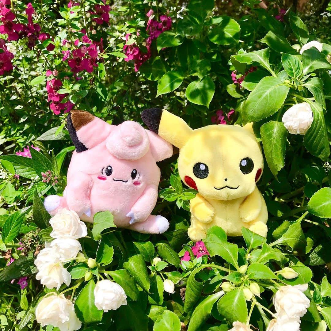 manami☺︎satoさんのインスタグラム写真 - (manami☺︎satoInstagram)「・ ✧ピカチュウ＆ピッピ✧ ・ Pokemon fitのぬい撮りフォトコンテストに応募🎵 ・ 全部で251匹ある中から選んだので悩みに悩みました🤔 ピカチュウは昔から大好きなので即決！ ピカチュウに似合う子を厳選して、ピッピに︎💕︎ お似合い～👏🏻 ・ テーマは、『花散歩』『結婚式』『ぶどうパーティー』 ・ コンテストの期間は 【2019年6月8日(土)～9月1日(日)】🍀 ぜひ自分のお気に入りのPokemon fitのぬいぐるみを 撮影して投稿してみてね✨ ・ 更に！全国12箇所にあるポケモンセンターのスタッフ に投稿を見せると、My251ステッカーがもらえます💁‍♀️ ・ ( @pokemon_jpn )←ここをcheck☺︎✓﻿ 可愛いポケモン写真がいっぱい😃 ・ #My251 #ピカチュウ #ピッピ #ポケモン #ポケモンセンター #Pokemon #poketmonsters  #pikachu  #タイアップ投稿  #ぬいぐるみ #ぬい撮り」8月3日 21時29分 - fuwari_kinaco