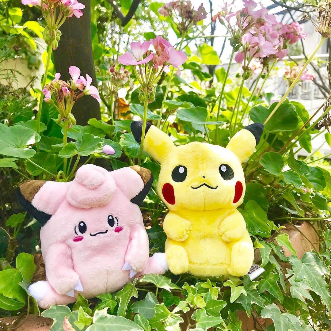 manami☺︎satoさんのインスタグラム写真 - (manami☺︎satoInstagram)「・ ✧ピカチュウ＆ピッピ✧ ・ Pokemon fitのぬい撮りフォトコンテストに応募🎵 ・ 全部で251匹ある中から選んだので悩みに悩みました🤔 ピカチュウは昔から大好きなので即決！ ピカチュウに似合う子を厳選して、ピッピに︎💕︎ お似合い～👏🏻 ・ テーマは、『花散歩』『結婚式』『ぶどうパーティー』 ・ コンテストの期間は 【2019年6月8日(土)～9月1日(日)】🍀 ぜひ自分のお気に入りのPokemon fitのぬいぐるみを 撮影して投稿してみてね✨ ・ 更に！全国12箇所にあるポケモンセンターのスタッフ に投稿を見せると、My251ステッカーがもらえます💁‍♀️ ・ ( @pokemon_jpn )←ここをcheck☺︎✓﻿ 可愛いポケモン写真がいっぱい😃 ・ #My251 #ピカチュウ #ピッピ #ポケモン #ポケモンセンター #Pokemon #poketmonsters  #pikachu  #タイアップ投稿  #ぬいぐるみ #ぬい撮り」8月3日 21時29分 - fuwari_kinaco