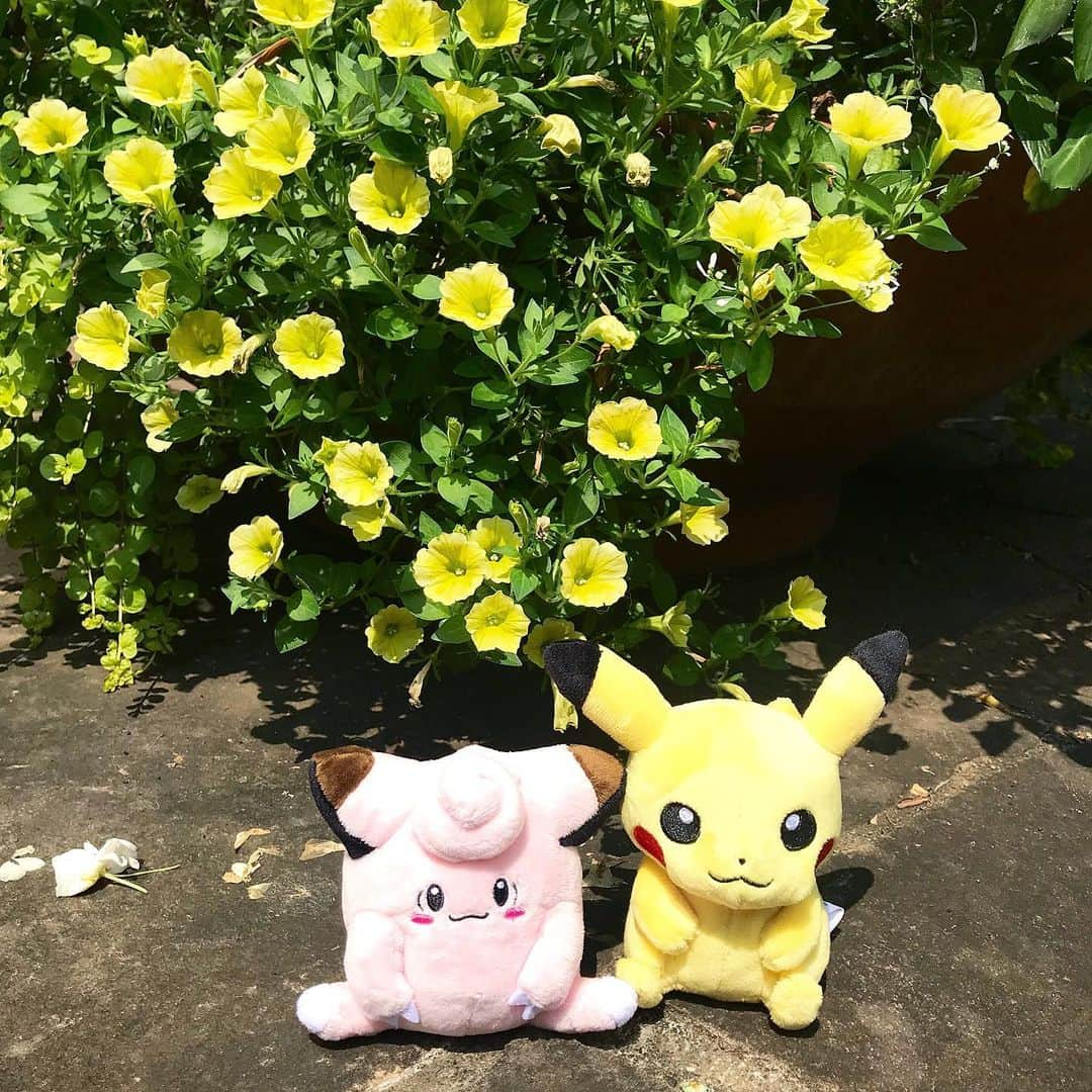 manami☺︎satoさんのインスタグラム写真 - (manami☺︎satoInstagram)「・ ✧ピカチュウ＆ピッピ✧ ・ Pokemon fitのぬい撮りフォトコンテストに応募🎵 ・ 全部で251匹ある中から選んだので悩みに悩みました🤔 ピカチュウは昔から大好きなので即決！ ピカチュウに似合う子を厳選して、ピッピに︎💕︎ お似合い～👏🏻 ・ テーマは、『花散歩』『結婚式』『ぶどうパーティー』 ・ コンテストの期間は 【2019年6月8日(土)～9月1日(日)】🍀 ぜひ自分のお気に入りのPokemon fitのぬいぐるみを 撮影して投稿してみてね✨ ・ 更に！全国12箇所にあるポケモンセンターのスタッフ に投稿を見せると、My251ステッカーがもらえます💁‍♀️ ・ ( @pokemon_jpn )←ここをcheck☺︎✓﻿ 可愛いポケモン写真がいっぱい😃 ・ #My251 #ピカチュウ #ピッピ #ポケモン #ポケモンセンター #Pokemon #poketmonsters  #pikachu  #タイアップ投稿  #ぬいぐるみ #ぬい撮り」8月3日 21時29分 - fuwari_kinaco