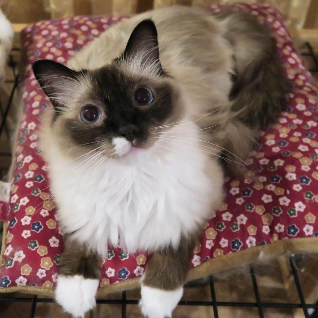 takegaeruのインスタグラム：「こんばんにゃ！ #cat #猫 #ragdoll #ラグドール #ホワイトポッチーズ」
