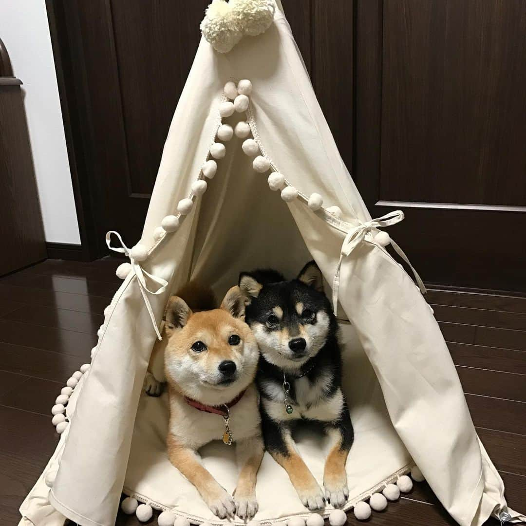 豆柴なつ&ふゆさんのインスタグラム写真 - (豆柴なつ&ふゆInstagram)「Natsu&Fuyu's room😊💓 なつふゆのお部屋😊💕 #テント#tento＃シバフル #柴犬#shiba #shibainu #shibastagram #shibamania #shibalove#豆柴#犬ら部 #わんダフォ#시바이누  #CuteDogs #pecoいぬ部#doglove  #dogstagram #dogoftheday #todayswanko#instashiba #adrabledogs#🐕📷 #ふわもこ部#mameshiba#柴犬マニア#dogslife#zip写真部#しばいぬ #柴#dogbed」8月3日 21時41分 - mameshiba.natsuinu56