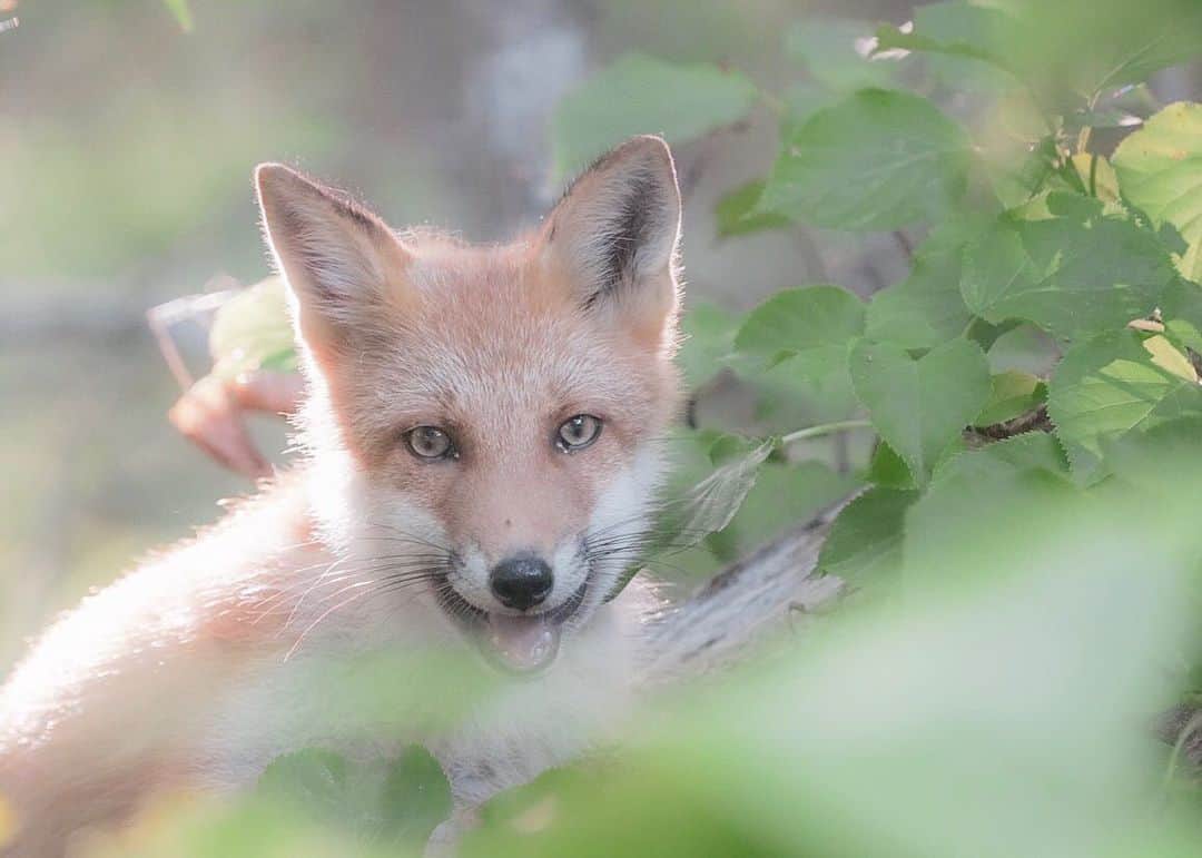 Hikaruのインスタグラム：「Fox smile. . . . . . #instagram #instagramjapan #igersjp #東京カメラ部 #tokyocameraclub #natgeo #sony #bealpha #SonyAlpha #SonyImager #pashadelic #naturephotography #naturegeography #fox #キタキツネに会いたい #キタキツネ #photogrena_nature #photo_shorttrip #japan #hokkaido #写真好きな人と繋がりたい #北海道 #A7RM3 #Japan_ilc #SonyAlphaAnimalPortrait」