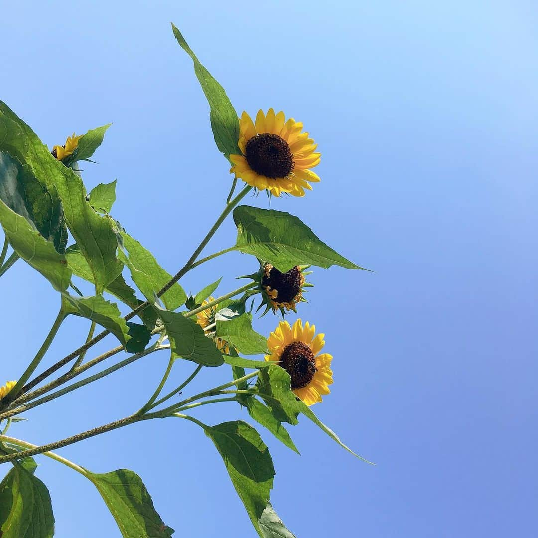 加藤ジーナさんのインスタグラム写真 - (加藤ジーナInstagram)「ひまわりが咲いてたよー！🌻 元気もらうね！🌻 #ひまわり #お花 #夏 #青空 #快晴 #最高 #だいすきだー！ #暑中お見舞い申し上げます」8月3日 13時12分 - katogina_718