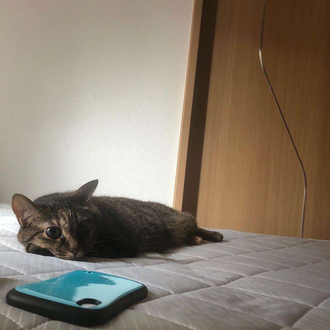 のインスタグラム：「🐈 寝顔ずっと見られてた ・ ・ #cat#キジトラ」