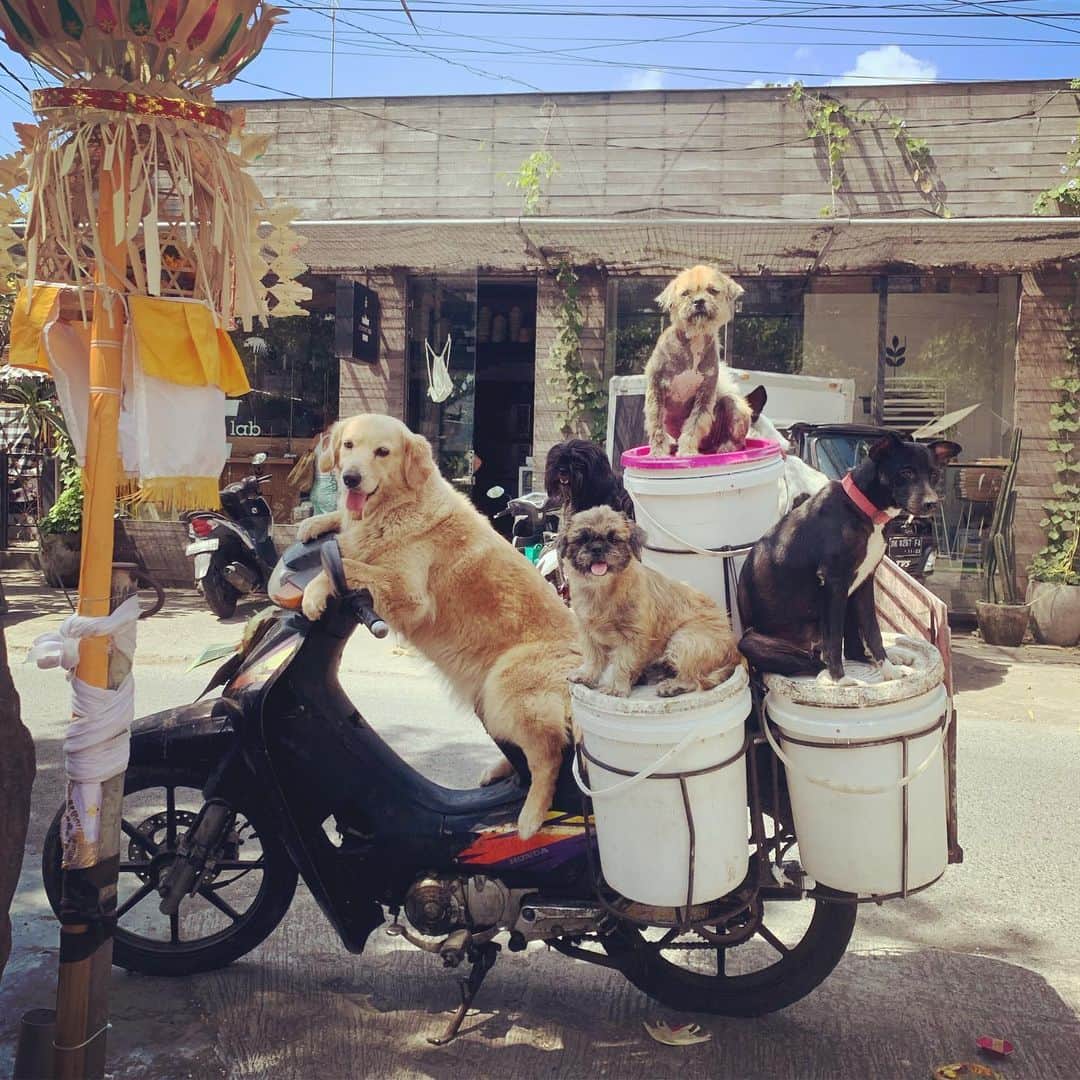 のインスタグラム：「Going to the beach like 🐶」