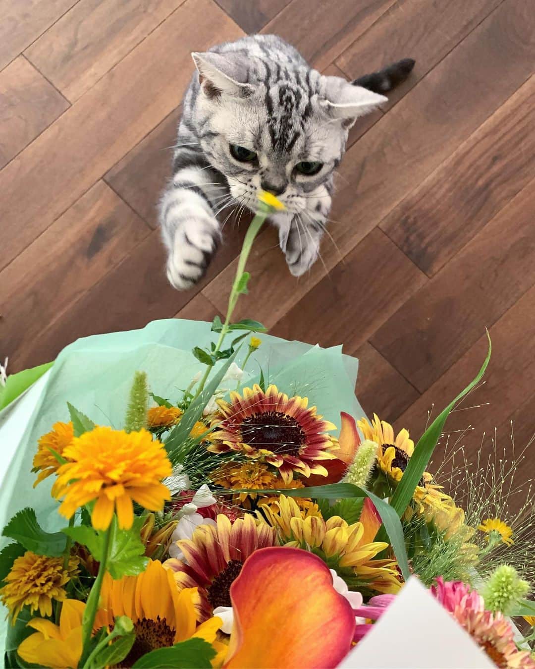 草間淑江さんのインスタグラム写真 - (草間淑江Instagram)「アンスリールさんのお花の定期便 モニターさせていただきました💕  ブーケ受け取った時は、思わず 素敵ーって🥰  早速、リビングに飾りました！  お花の定期便何度か試したことがあるのですが イメージと違って残念になったことも😔  アンスリールさんのブーケは、ボリュームもあって、珍しいお花もあって、このまま飾るだけでいいので手間いらずだし、種類もたくさんなのでしばらくしたら適宜分けて、洗面台や寝室、お化粧室などに飾ってもいいですね。  センスがいいブーケだから人をお招きした時に飾ってあったら褒めてもらえそう😊  月に一度自分へのプレゼントにも🎁  お店のInstagramがあるので是非チェックしてみてください💕💕 ・ ・ http://www.unsourire.co.jp/  #お花の定期便 #アンスリール #季節のお花 #ブーケ #お花のある暮らし #癒し #五感で感じる」8月3日 13時43分 - yoshie_kusama