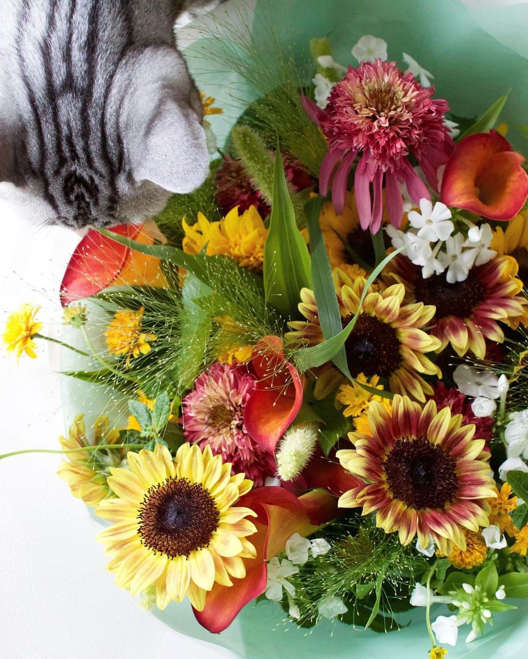 草間淑江さんのインスタグラム写真 - (草間淑江Instagram)「アンスリールさんのお花の定期便 モニターさせていただきました💕  ブーケ受け取った時は、思わず 素敵ーって🥰  早速、リビングに飾りました！  お花の定期便何度か試したことがあるのですが イメージと違って残念になったことも😔  アンスリールさんのブーケは、ボリュームもあって、珍しいお花もあって、このまま飾るだけでいいので手間いらずだし、種類もたくさんなのでしばらくしたら適宜分けて、洗面台や寝室、お化粧室などに飾ってもいいですね。  センスがいいブーケだから人をお招きした時に飾ってあったら褒めてもらえそう😊  月に一度自分へのプレゼントにも🎁  お店のInstagramがあるので是非チェックしてみてください💕💕 ・ ・ http://www.unsourire.co.jp/  #お花の定期便 #アンスリール #季節のお花 #ブーケ #お花のある暮らし #癒し #五感で感じる」8月3日 13時43分 - yoshie_kusama