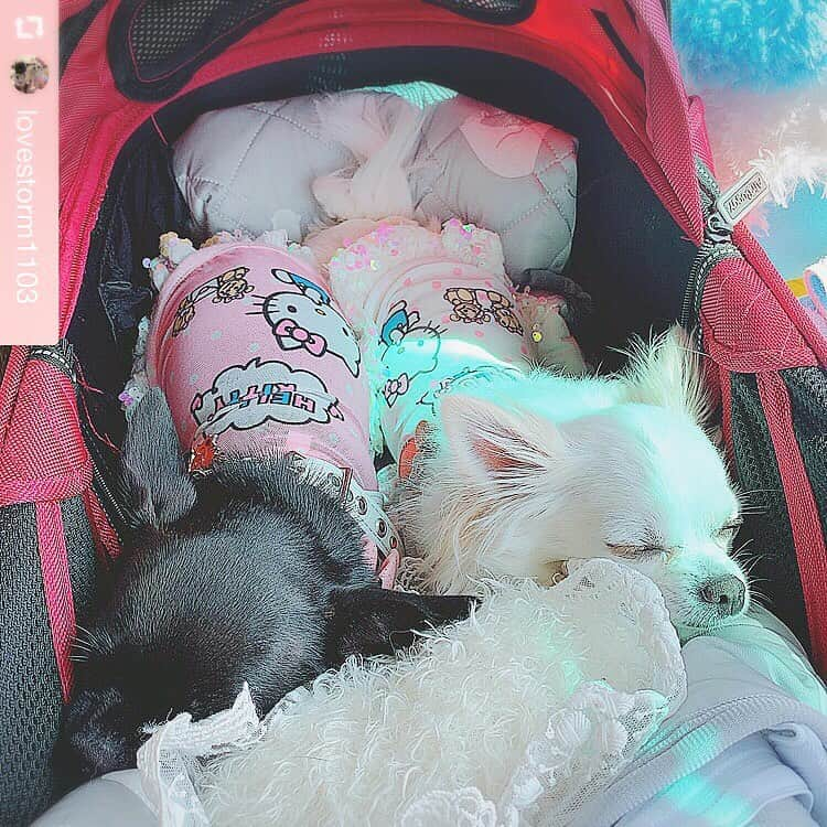 大原かおりさんのインスタグラム写真 - (大原かおりInstagram)「♡ #Part22 ラルちゃん&ライアちゃん @lovestorm1103 #OttyDogタグリポスト 🐶💕 ☺︎ ❤️Otty×HELLO KITTY・ドット柄-COOLメッシュタンク＆ワンピ❤️ http://otty.net/?pid=131353789 ☺︎ チワワのラル&ライアちゃんが、クール素材のキティちゃんメッシュタンクを着てお出かけしてくれました🐶🐶💕 涼しげにスヤスヤお寝んね姿、可愛いなぁ〜😍💘 ☺︎ ドット柄のメッシュワンピに新しいお色が追加されたので、近日ホームページにアップしまーす😘💖 本当に暑くなってきたので、お出かけにはクール素材のお洋服を着せてあげてくださいねっ🐶💨🎶 ☺︎ ラル&ライアちゃんママ、可愛い写真をありがとうございました🐶❤️ * #チワワ #ラル #ライア ちゃん #HELLOKITTY #キティコラボ #キティちゃんコラボ #サンリオコラボ #ドット柄 #クール素材 #クークチュール #クールクール #夏の必須アイテム #可愛い写真 #ありがとう #🐶❤️ ——————————💓🐶OttyDog🐶💓————— #repost @lovestorm1103 via @PhotoAroundApp  おでかけ～❤ #犬  #ロングコートチワワ  #スムースコートチワワ  otty  ottydog  #おねむ犬  #溺愛犬  #愛娘  #愛潤  #頼愛  #おでかけ」8月3日 13時46分 - oharagaori_otty