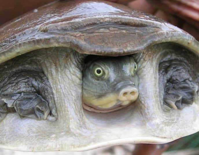 アメリカ自然史博物館さんのインスタグラム写真 - (アメリカ自然史博物館Instagram)「What softshell turtle has a pig-like nose and is native to the Indian subregion? Meet the Indian flapshell turtle (Lissemys punctata)! This critter lives in a variety of habitats, including brackish lagoons and rice fields. It tends to hang out near shallow waters where it can bury itself beneath mud or bask in the Sun while atop floating vegetation. As an omnivore, its diet is wide-ranging and includes frogs, worms, carrion, fish, and aquatic plants. Photo: L. Shyamal」8月3日 14時01分 - amnh