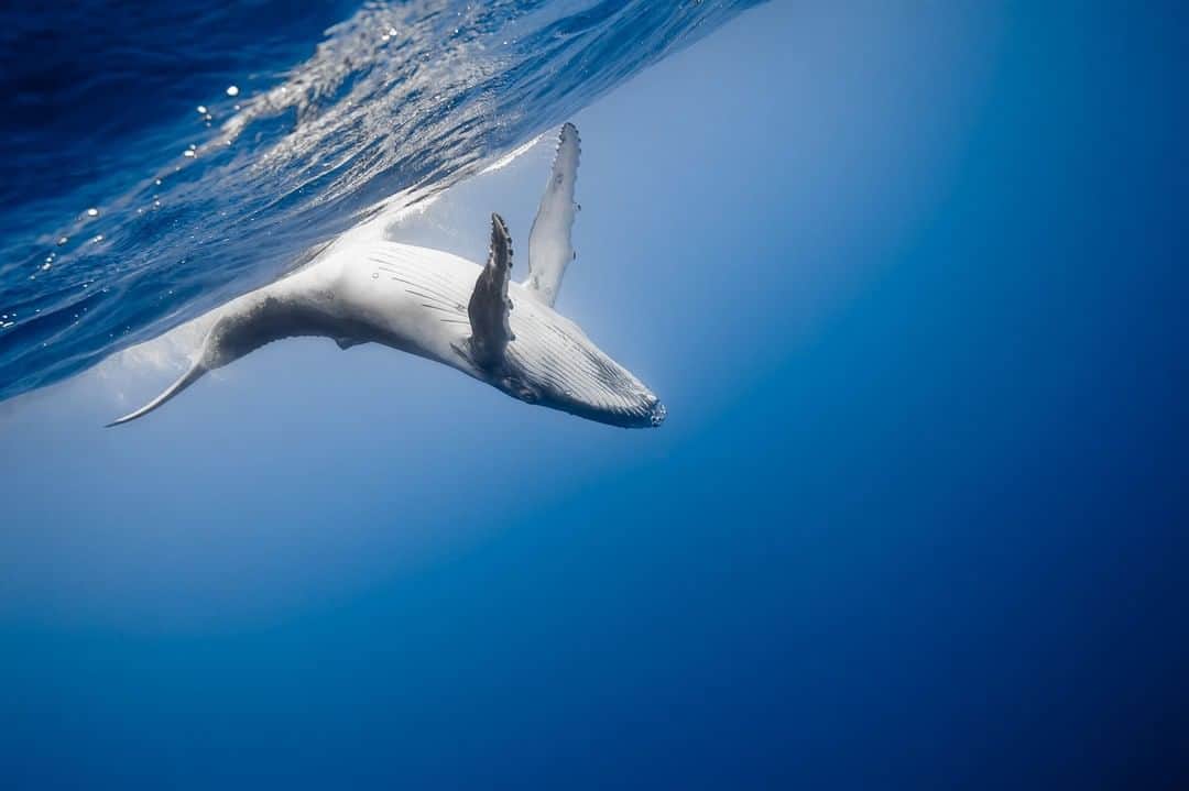 Canon Asiaのインスタグラム：「“Every year during July to September, humpback whales come to the Kingdom of Tonga. The mothers raise their babies until they are strong enough to swim away into the cold water. During the whale-watching activity, the young calf played with me for a good 30 minutes under the watchful gaze of his mother. It was a great memory!” . Be it above or underwater, capture the great wonders of the sea 🌊 by applying the rule of thirds like in this photo. For more tips on how to compose still shots of marine life 🐋, link in bio! . 📷 Image by marc_henauer on My Canon Story shot using the Canon EOS 5D Mark II | f.5.6 | 1/125s | ISO 400 | 25mm  Want your photos to be featured too? Tag them with #canonasia or submit them on My Canon Story, link in bio!  #canonasia #photography #ocean #oceanphotography #bluephoto #splash #humpbackwhale #tonga」