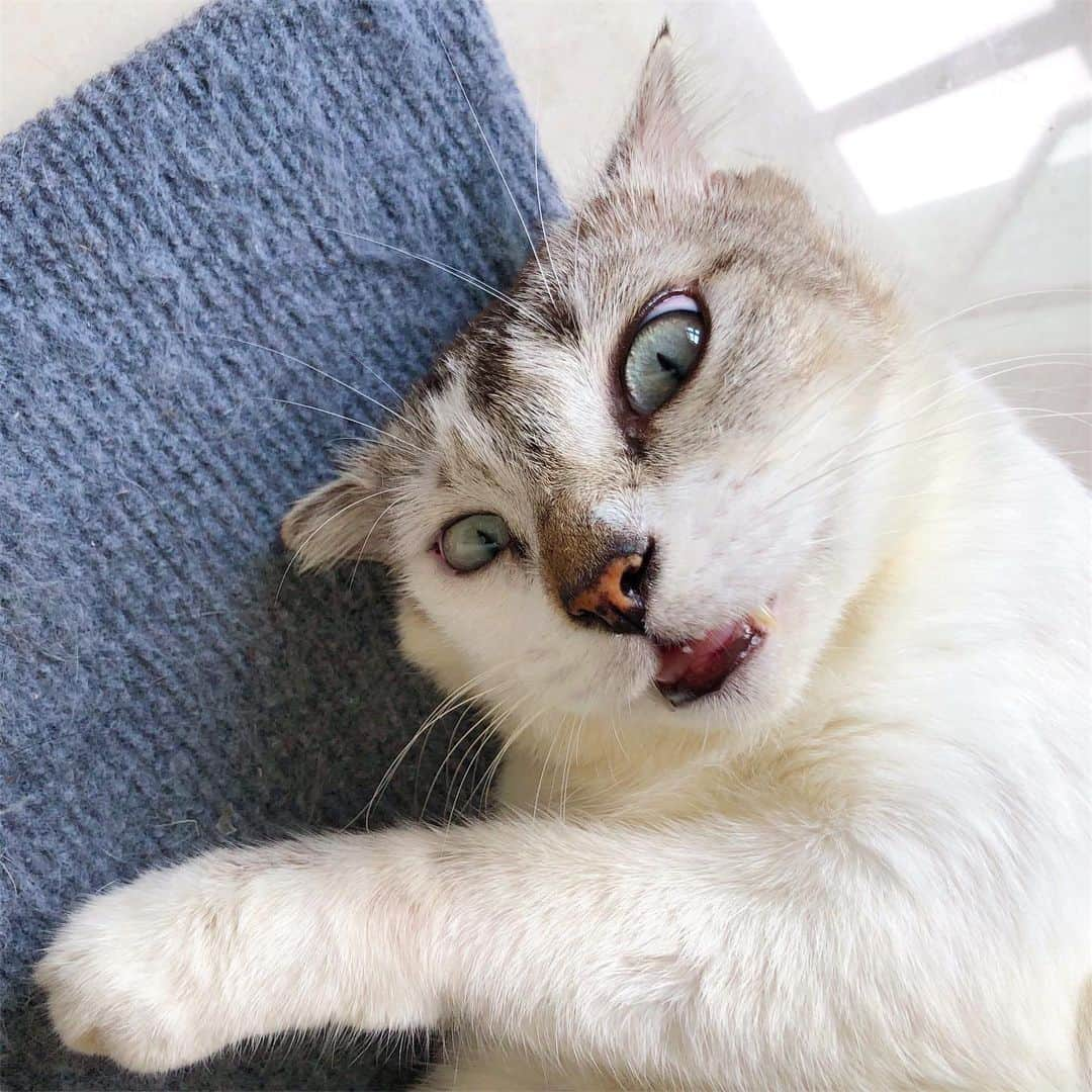 SQUAD CATS +65さんのインスタグラム写真 - (SQUAD CATS +65Instagram)「Caption this ☝️」8月3日 15時30分 - cora13cats