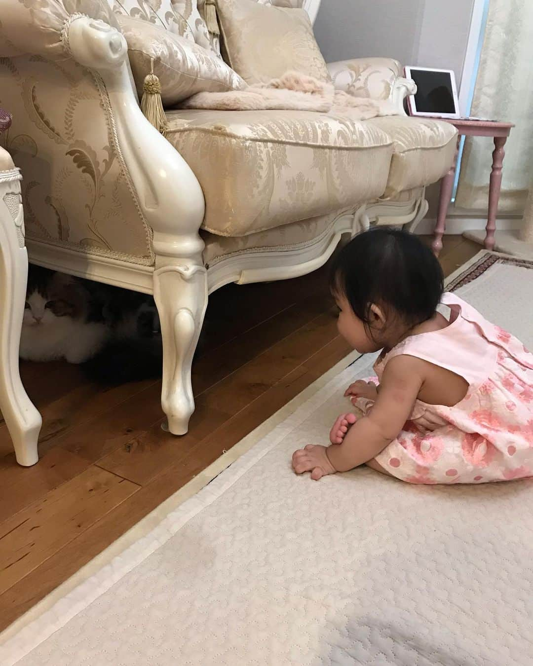 マンチカンのココ王子さんのインスタグラム写真 - (マンチカンのココ王子Instagram)「The little monster finaly touched us at the top of the bed! We lost one of the safety place🙀  とうとうボク達のベッドは安全な場所じゃなくなったにゃん🙀  マジ来るなよっていうココモカの表情😂  #ミヌエット#マンチカン#猫と赤ちゃん#赤ちゃんと猫#生後8ヶ月#8ヶ月ベビー#赤ちゃんと猫のいる生活#猫と赤ちゃんのいる生活#メゾピアノ#メゾピアノベビー」8月3日 15時42分 - cocolog_cat