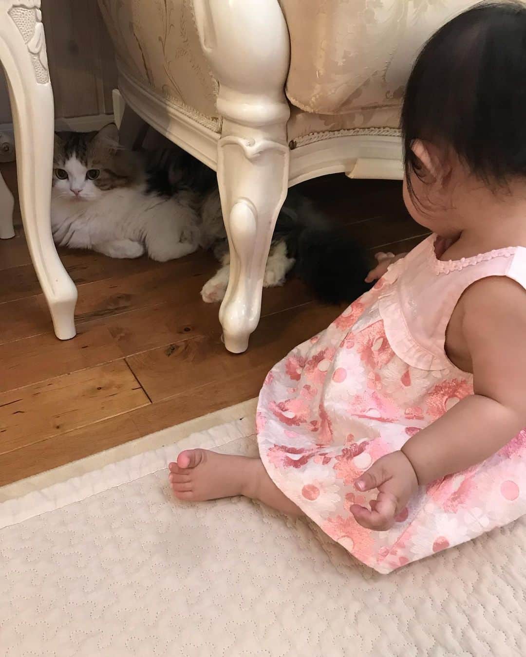 マンチカンのココ王子さんのインスタグラム写真 - (マンチカンのココ王子Instagram)「The little monster finaly touched us at the top of the bed! We lost one of the safety place🙀  とうとうボク達のベッドは安全な場所じゃなくなったにゃん🙀  マジ来るなよっていうココモカの表情😂  #ミヌエット#マンチカン#猫と赤ちゃん#赤ちゃんと猫#生後8ヶ月#8ヶ月ベビー#赤ちゃんと猫のいる生活#猫と赤ちゃんのいる生活#メゾピアノ#メゾピアノベビー」8月3日 15時42分 - cocolog_cat