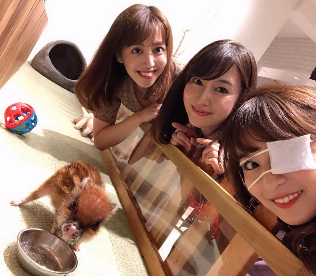 下田奈奈さんのインスタグラム写真 - (下田奈奈Instagram)「*﻿ 『子豚カフェmipig🐷💕』﻿ ﻿ ついに念願叶って子豚ちゃんカフェ#mipig へ 青ちゃん＆かなこと行ってきました☕️ ﻿ 場所は目黒駅からちょっと歩くので駅からタクシーで向かうのがオススメ🚕﻿ ﻿ ﻿ 平日だったので仕事後にダッシュでお店へ💨﻿ ﻿ 元々30分の予約で青ちゃんが取ってくれていたんだけど、私は仕事がおしてしまって到着が遅れて最後の10分だけ🐖💦﻿oh!no! ﻿ 本当に短い時間だったんだけどめちゃ可愛い😂﻿ とにかく可愛くて癒される🌿﻿ ﻿ ﻿ あまりにも短時間しかいられなかったので﻿帰りにカフェ入り口にいた子豚ちゃんに相手してもらってた🐷﻿ ﻿ 寝てる所を起こしちゃったらブヒブヒめちゃ怒ってて﻿ 申し訳ないと思いつつも怒る姿がキュートすぎ🐽💢笑﻿ ﻿ 動画癒されるからぜひ見てほしい〜﻿😭✨ ﻿ ﻿ 子豚カフェ行って以来この動画何回も見て癒されてる🌱﻿ ﻿ ﻿ そして子豚の魅力にハマってしまったので 早速今月中で次回の予約をしました🐖✨ ﻿ ﻿ 🐶とも🐈ともまた違うなんとも言えない可愛らしさ💓﻿ これは実際に会ったら分かると思う。。﻿ ﻿ ﻿ 品種改良された#マイクロミニブタ は全く臭くなくて、大人になっても15kg位までにしか成長しないそう。﻿カフェにいた豚ちゃんたちは小型犬と同じ位の大きさだったよ🤲﻿ 最近はマイクロミニブタを飼ってる人もいるらしい🐷 ﻿ ﻿ #子豚 #子豚ちゃん #子豚カフェ #子豚同盟 #子豚さん #マイクロブタ #マイクロミニブタ #ミニブタ #ミニブタカフェ #ブヒブヒ #豚 #豚さん #ミニブタのいる生活 #ミニブタとの生活 #動物カフェ」8月3日 16時13分 - shimodanana