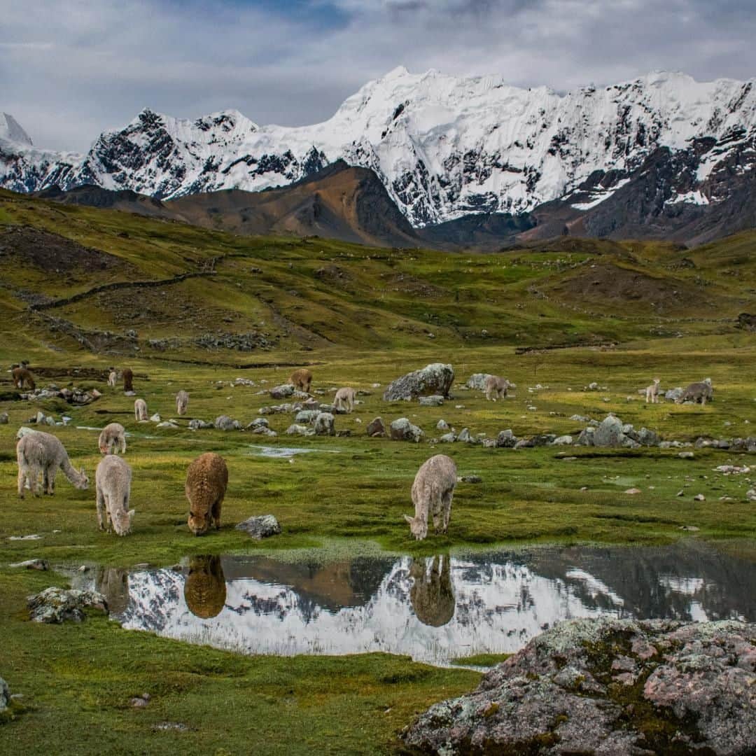Lonely Planetさんのインスタグラム写真 - (Lonely PlanetInstagram)「This weekend's takeover comes from @nomada.travel, who'll be sharing some epic shots from her recent trip to #Peru! - 'Peru is most famous for #MachuPicchu and the Inca Trail hike. But the truth is, this beautiful country is filled with all kinds of epic outdoor adventures - many of which still remain relatively undiscovered by travelers. On my latest trip to Peru, I spent three months exploring some of the lesser visited regions in the Andes, where empty trails, epic scenery, and shamanic rituals (oh, and plenty of llamas!) awaited. This shot was taken on the six-day Ausangate loop, a beautiful trek just five hours from Cusco.' - @nomadatravel -- Stay tuned for more Peru snaps, and tap our link in bio for info on traveling to Peru and hiking the Inca Trail responsibly!」8月3日 17時00分 - lonelyplanet