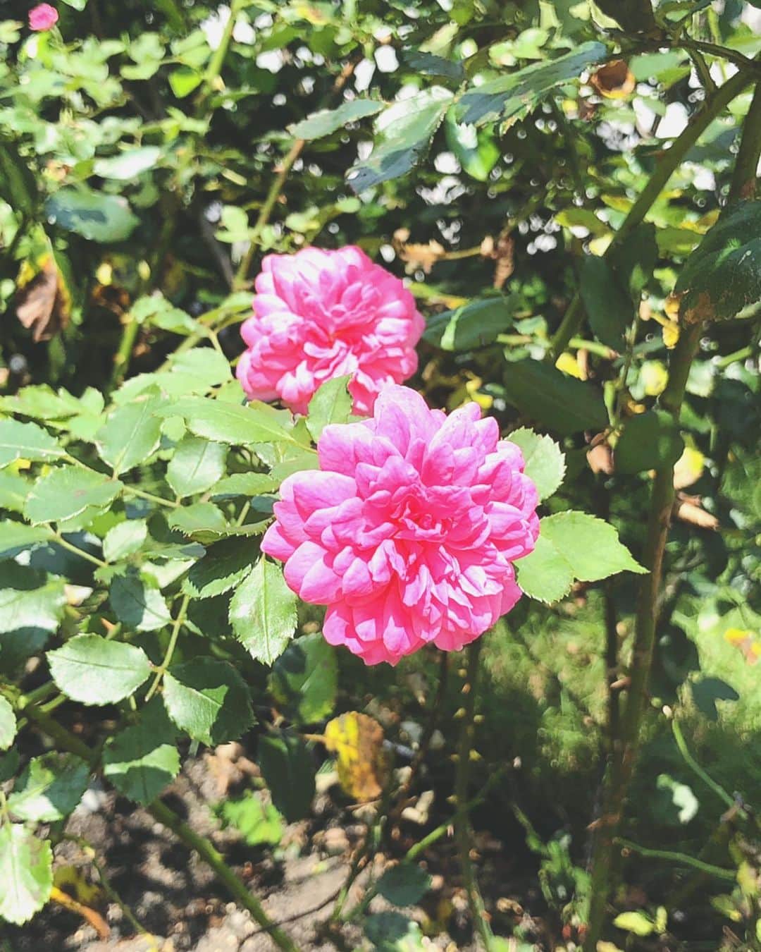 理絵さんのインスタグラム写真 - (理絵Instagram)「薔薇も暑いだろうな  #rose #薔薇 #장미 #バラ #ばら #flowers #flower #fiore #꽃 #花 #赤坂プリンスクラシックハウス」8月3日 17時13分 - ____rie____