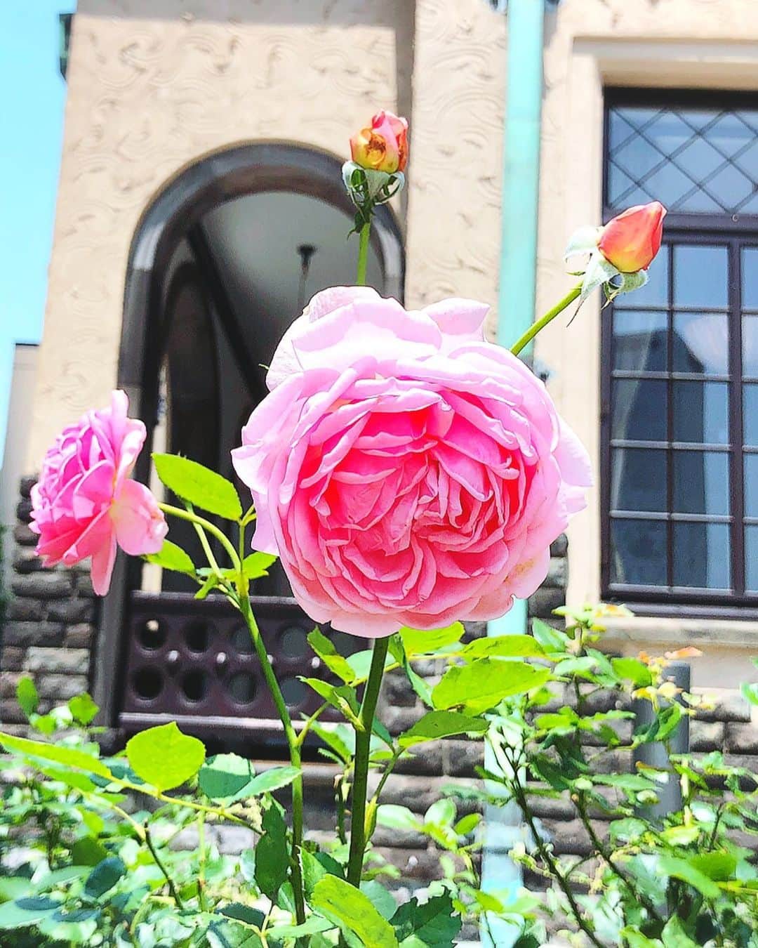 理絵さんのインスタグラム写真 - (理絵Instagram)「薔薇も暑いだろうな  #rose #薔薇 #장미 #バラ #ばら #flowers #flower #fiore #꽃 #花 #赤坂プリンスクラシックハウス」8月3日 17時13分 - ____rie____