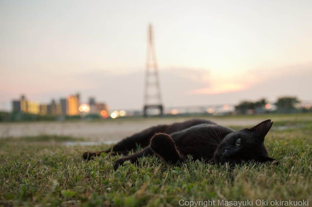 Masayukiさんのインスタグラム写真 - (MasayukiInstagram)「芝生で寝転ぶ。  #cat #ねこ」8月3日 17時37分 - okirakuoki