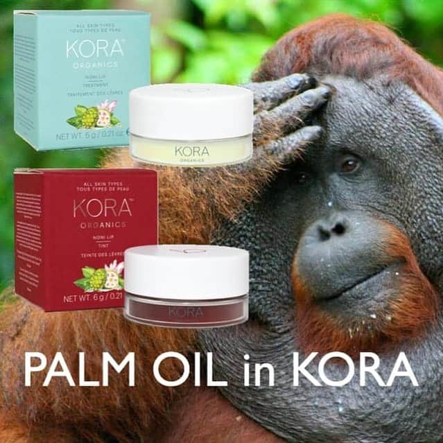 OFI Australiaさんのインスタグラム写真 - (OFI AustraliaInstagram)「Why @mirandakerr? Can’t you use alternates to palm oil derivatives in your skin care that don’t cause the death of critically endangered species? _________________________________ 🐒 OFIA Founder: Kobe Steele 💌 kobe@ofiaustralia.com | OFIA Patron and Ambassador: @drbirute @orangutanfoundationintl www.orangutanfoundation.org.au 🐒  #orangutan #orphan #rescue #rehabilitate #release #BornToBeWild #Borneo #Indonesia #CampLeakey #orangutans #savetheorangutans #sayNOtopalmoil #palmoil #deforestation #destruction #rainforest #instagood #photooftheday #environment #nature #instanature #endangeredspecies #criticallyendangered #wildlife #orangutanfoundationintl #ofi #drbirute #ofi_australia #ofia #FosterAnOrangutanToday」8月3日 18時07分 - ofi_australia