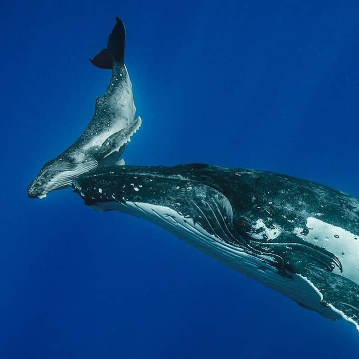 ナショナルジオグラフィックのインスタグラム