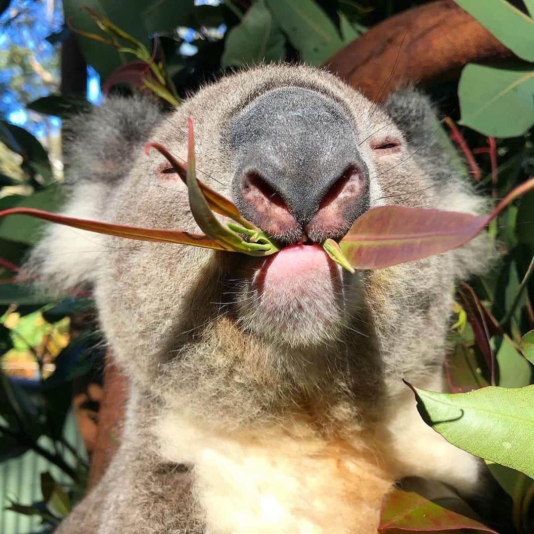 Australiaさんのインスタグラム写真 - (AustraliaInstagram)「When you get exactly what you were craving for. 😋 Gizmo from @australianreptilepark was enjoying his lunch so much that he has almost convinced us to give eucalyptus leaves a try. 🤔 An hour’s drive from @sydney, this @visitnsw #wildlife park is home to around 30 #koalas, and you can learn more about their habits and personalities at the daily talk show. Our tip: Book the ‘koala photo’ experience to get up close to these cuties, have a pet and bring home the perfect selfie as a souvenir.  #seeaustralia #NewSouthWales #australianreptilepark #wildlifephotography #weeklyfluff」8月3日 20時00分 - australia