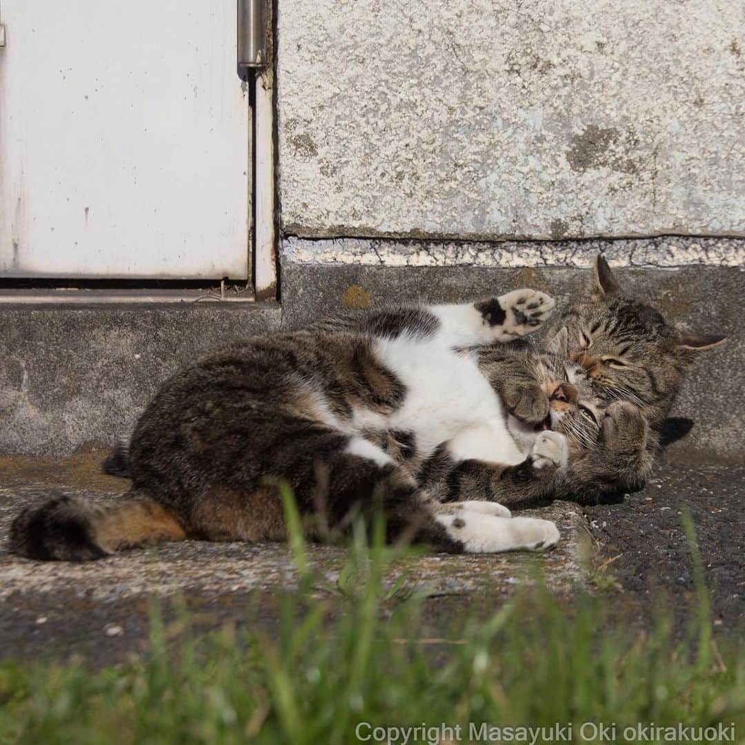 Masayukiさんのインスタグラム写真 - (MasayukiInstagram)「チョークスリーパー。  #cat #ねこ」8月3日 20時24分 - okirakuoki