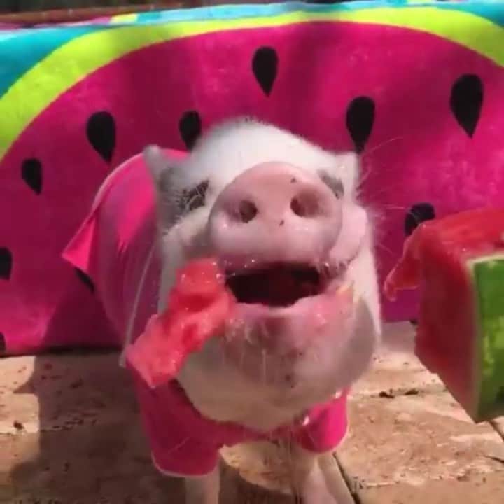 のインスタグラム：「How do you celebrate #NationalWatermelonDay during Shark Week?...With a watermelon shark of course! ThOINKs Granddaddy! Silly Pop wanted to save him but me and Penn took him down!🐷💕🍉🦈#sharkweek #iwrestledashark #watermelon #PiggyPenn #Pigtailthepug #PoseyandPink #PrissyandPop」