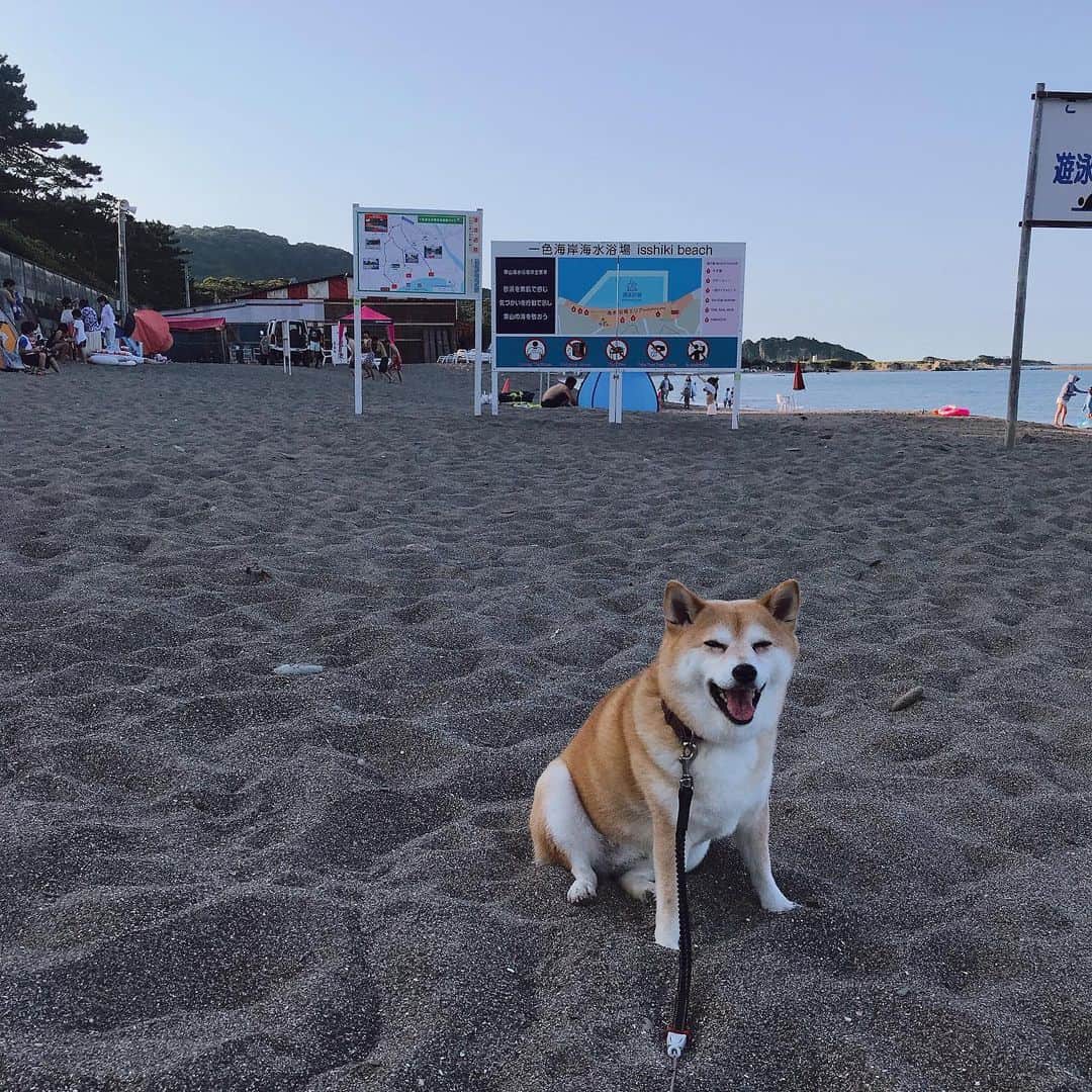 マル子のインスタグラム：「おはよー！ 朝6時バリバリ海水浴客がいてビビる😂 #マル子  #柴犬  #shiba」