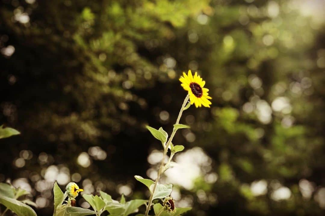 清水健さんのインスタグラム写真 - (清水健Instagram)「【朝の#公園 】 早起きです。 早過ぎないか笑。  朝の5時。  僕もすることがあったので、 #息子とパパ #大切時間  たまたま起きていたけど...汗。  にしても寝起きがいい！ いいことです。 せっかくなので朝の#公園 に。  なんだけど、 虫除けスプレー忘れた汗。  早々に切り上げ。 ごめん、朝だから油断。  でも気持ちのよい朝。 #一日のはじまり  素敵な一日でありますように。 皆様にありがとうございます。  #清水健講演会 ／出演依頼等は、 清水健オフィシャルホームページ #112日間のママ #シミケン 。  2019年9月28日は、 #ピンクリボン チャリティーイベント。 詳しくは、清水健オフィシャルHP。 出演#宝塚市立看護専門学校 。  #nishikawaladiesclinic #株式会社DEAU #飛騨牛 @hida_ushi @chuwaprint #非営利活動法人ピンクリボン大阪 @pinkribbon_hikone #ピンクリボンえひめ #ピンクリボンくまもと #ピンクリボン紀南」8月4日 6時41分 - shimizuken.official