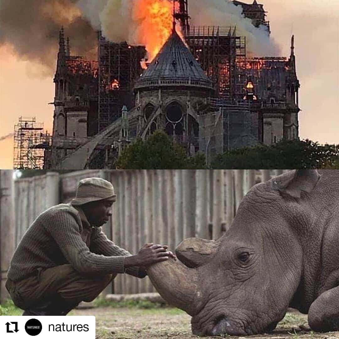 ガソリングラマーさんのインスタグラム写真 - (ガソリングラマーInstagram)「#Repost @natures • • • • • • How come we can raise 1 billion dollars in 2 days for the reconstruction of the Notre Dame, but no one blinks an eye when there's a threat that the Nothern White Rhino is about to go extinct? Follow @greenmatters for more!🌍 ➖ Tag someone that should see this!👇 📷 thanks to @helpingrhinos for this amazing photo! ➖ #rhino #notredame #france #paris #africa #photography #travels #beauty #vacations #love #travel #nature #geography #animals #place #natgeo #discover #worldwide #explore #landscape #instagram #colorful #canada #Switzerland #cute #awesome #wildlife #world #amazing」8月4日 7時09分 - gasolineglamour