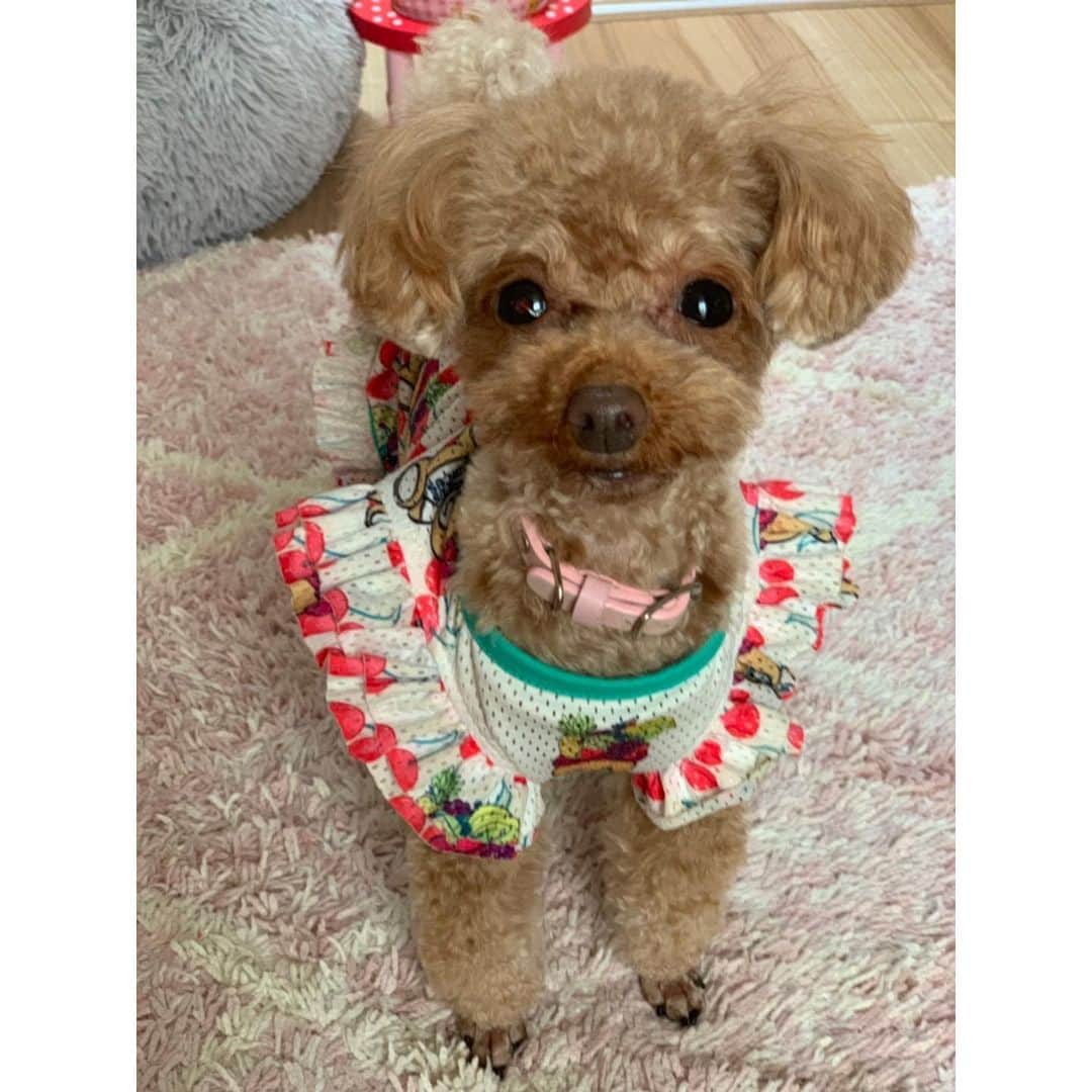 のインスタグラム：「ココ🥺💓可愛い🤔💓 キュン😍 ＊ ＊ ＊ #トイプードル#トイプードルレッド#ティーカッププードル#トイプードル多頭飼い#プードル#わんこ#愛犬#親バカ部#ふわもこ部#いぬすたぐらむ #toypoodle#toypoodlered#toypoodlegram#mydog#mypet#poodle#mysweetbaby#lovedogs#토이푸들」