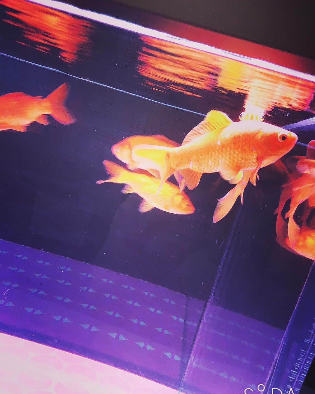 哀川まことのインスタグラム：「#金魚  さくらんを思い出したわん。  #すみだ水族館  #aquarium  #押上 #哀川まこと #オフィスサカイ」