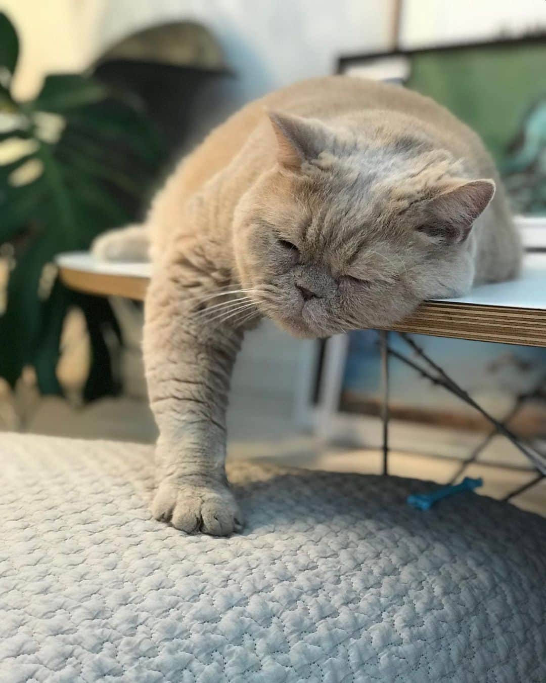 濱中鮎子のインスタグラム：「子守、痺れるわぁ  チャイ坊心のぼやき  #cat #ネコ #小心者の親分 #チャイ坊 #チャイ #chai #britishshorthair #ブリティッシュショートヘア #クラッシュフェイス #ぶチャイく #愛の交歓  #チャイ坊とお嬢  #チャイ坊の子守録」