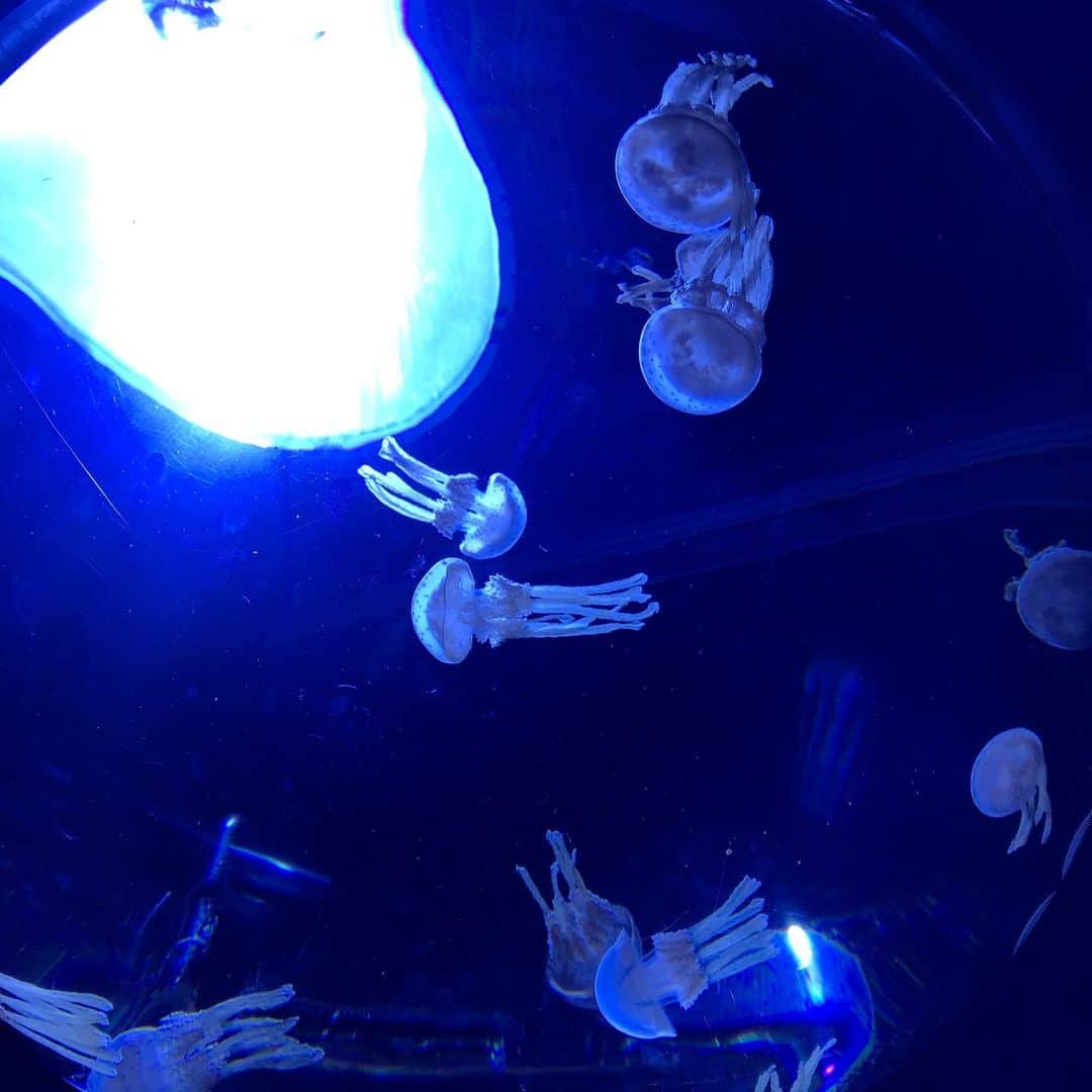大和未知さんのインスタグラム写真 - (大和未知Instagram)「水の中 と #水族館 が好きな理由。  #無音 …気泡の音だけの世界。  オトのない世界が1番癒される。  ムオン・タイム。」8月3日 22時34分 - michi.minnashiawase