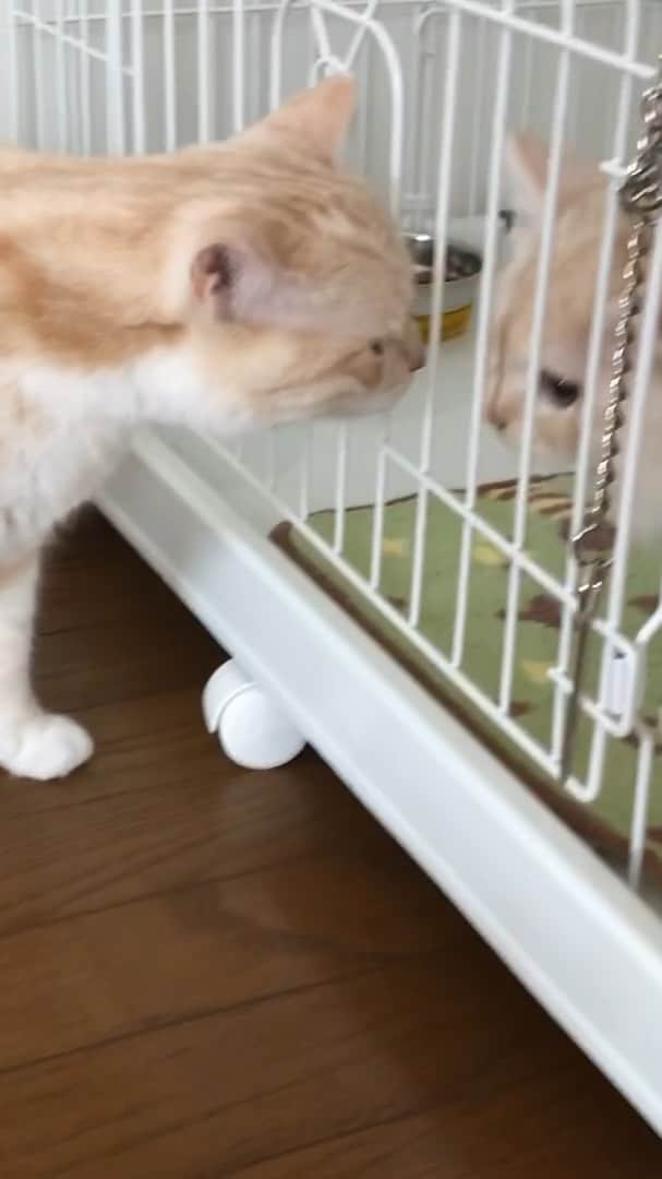 じゅらのインスタグラム：「✩ 初めての対面😚🐾🤹‍♀️(movie飼い主めちゃ喋ってます😅) らるは初めてじゅら以外のネコチャンなので、シャー😾とウゥ〜😾 じゅらはいつも通りのんび〜り観察してて面白い🤣 なるべく同じ部屋にいるここ数日🥺早く受け入れてくれて、慣れたらいいな〜😚💓〰️ ・ First meeting😚💕 Raru is surprised to see cats other than Jura for the first time😾🐾Jura are calm and observe🤣〰️ Rua have been spending the same room in the last few days, until JuRuru accept it🐈🍉🔻I want you to get along quickly🥺💓 ・ YouTube▶️_archange_jura_ Twitter▶️ @jura_archange_ ・ #cats_of_instagram#instagood#catloversclub#petstagram#cutecatclub#ScottishFold#britishshorthair#Siberian#catstagram#catoftheday#catsofinstagram#catsofworld#a_world_of_cats#instacats#cuteanimals#topcatphoto#instacat_meows#고양이#lioncat#lion#スコティッシュフォールド#ブリティッシュショートヘア#サイベリアン#adorable#lioncat#猫#旅猫#babycat#baby#子猫#meeting」