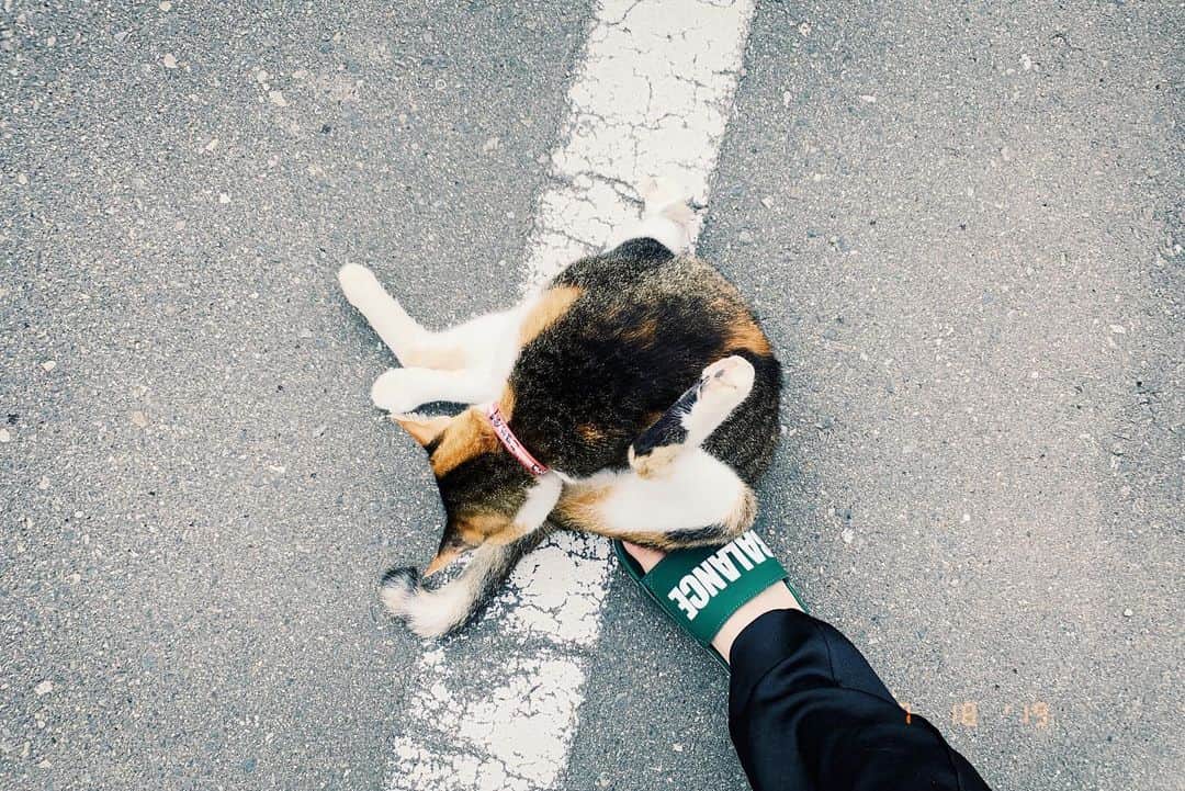水川あさみのインスタグラム：「小豆島で出会った鍵尻尾のぬこさま🐈」