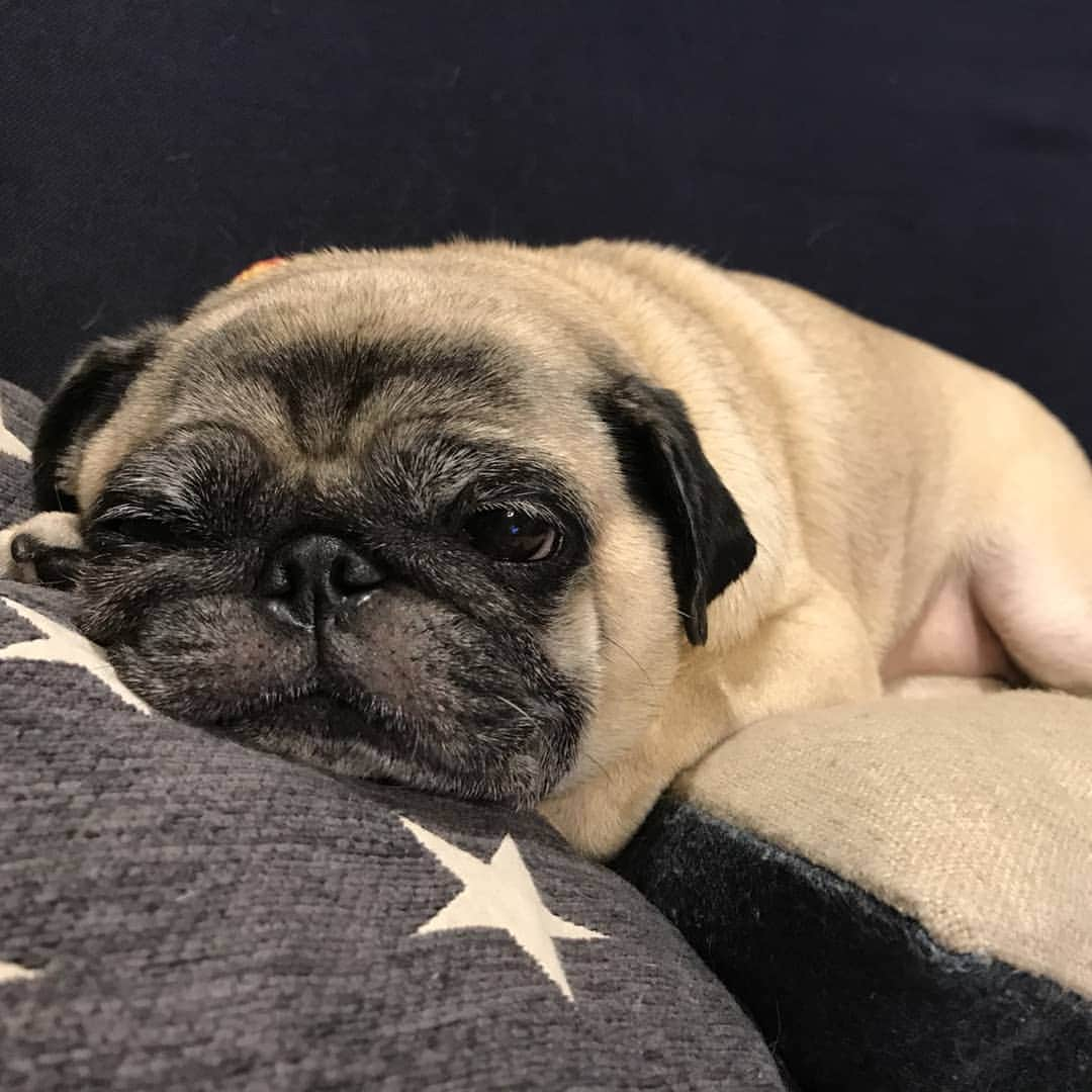 ファンキー加藤さんのインスタグラム写真 - (ファンキー加藤Instagram)「#こむぎ #pug #パグ #パグスタグラム  #ねむねむ #おやすみなさい」8月3日 22時42分 - funkykato_funkykato_funkykato