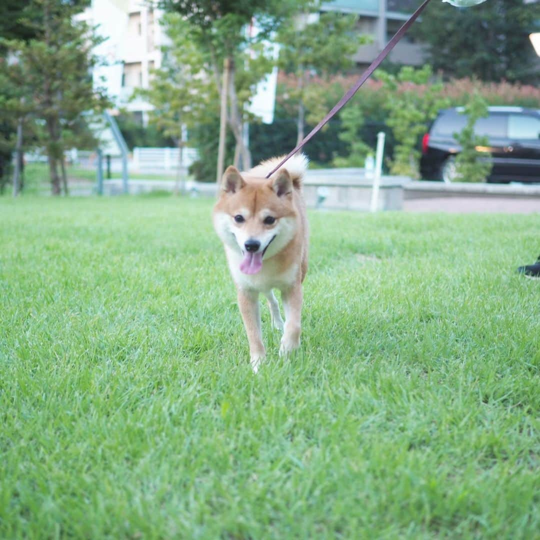 豆柴にこちゃんさんのインスタグラム写真 - (豆柴にこちゃんInstagram)「🐶 にこが遊べ遊べと引っ掻いてきて、 腕が傷だらけになったので💉、 夕方暑さがやわらいでからお散歩いってきたよ。 . 近所のカフェでマンゴーソーダ飲みました✨ . にこにはパパが買ってきた 犬用アイスあげたけど、 あまりお気に召さなかったもよう😂 . そして蚊が多かったから にこが💩したのを見届けて イオンに寄ってからそそくさと帰りましたw . パパの腰はとりあえず大丈夫です👌 . #柴犬#豆柴#pecoいぬ部#犬#わんこ#犬#ここ柴部#shibainu#dog#mameshiba#pecotv#dog#いぬのきもち部#しばいぬ#しばけん#こいぬ#シバイヌ#いぬ#イヌ#赤柴#マメシバ#ペット#日本犬#子犬#puppy#doggo#pet#시바견#강아지#개」8月3日 22時43分 - nikochan.mame48