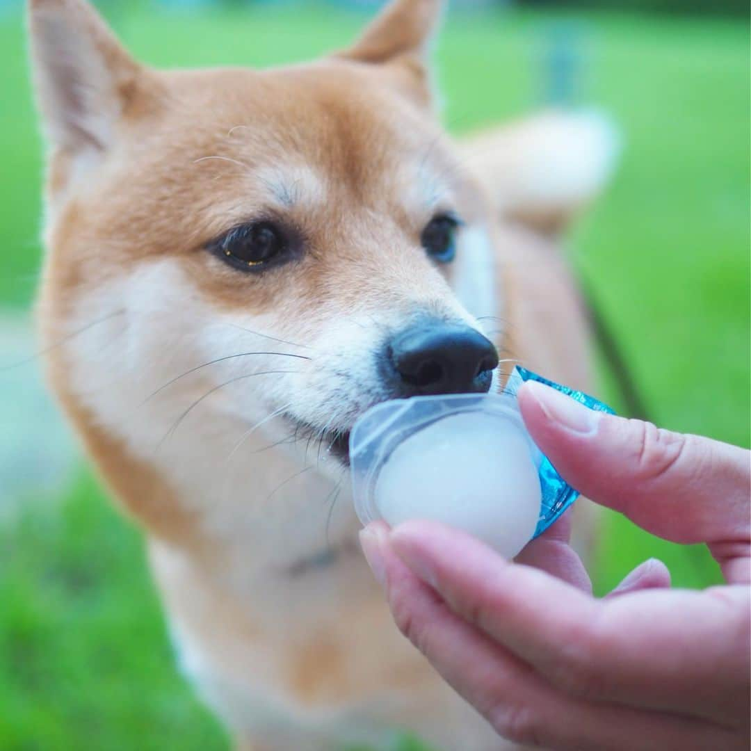 豆柴にこちゃんさんのインスタグラム写真 - (豆柴にこちゃんInstagram)「🐶 にこが遊べ遊べと引っ掻いてきて、 腕が傷だらけになったので💉、 夕方暑さがやわらいでからお散歩いってきたよ。 . 近所のカフェでマンゴーソーダ飲みました✨ . にこにはパパが買ってきた 犬用アイスあげたけど、 あまりお気に召さなかったもよう😂 . そして蚊が多かったから にこが💩したのを見届けて イオンに寄ってからそそくさと帰りましたw . パパの腰はとりあえず大丈夫です👌 . #柴犬#豆柴#pecoいぬ部#犬#わんこ#犬#ここ柴部#shibainu#dog#mameshiba#pecotv#dog#いぬのきもち部#しばいぬ#しばけん#こいぬ#シバイヌ#いぬ#イヌ#赤柴#マメシバ#ペット#日本犬#子犬#puppy#doggo#pet#시바견#강아지#개」8月3日 22時43分 - nikochan.mame48