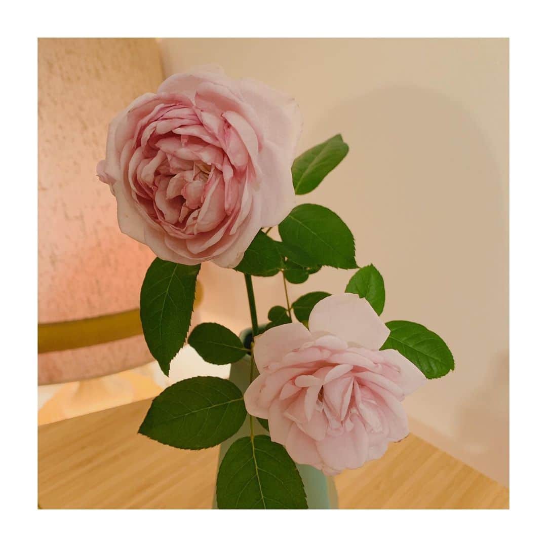 森下千里のインスタグラム：「真夏に咲いてくれた薔薇🌹  切って、 お部屋でまだ何日か生きてくれてる。  抱きしめたいほど愛しいけど、 壊れちゃうからやめておきます😂 . . #rose #薔薇  #garden #ベランダガーデニング」